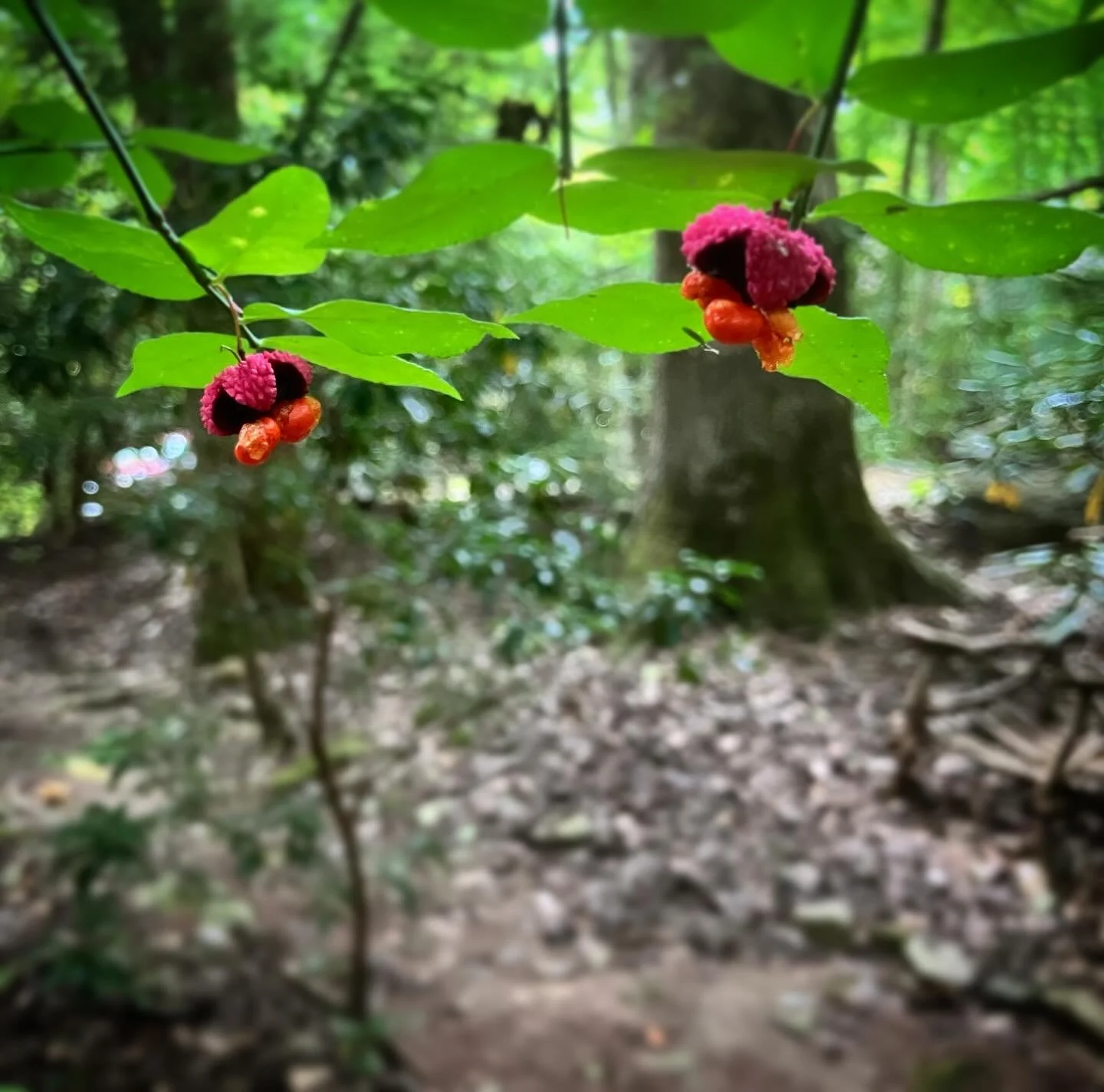 The first time I saw hearts a busting was on a trail in Beaman Park, back when I lived in Nashville. They stopped me in my tracks, which admittedly, is easy to do. The magenta! The orange! The whole burst open shape of it! What an unusual plant. Seem