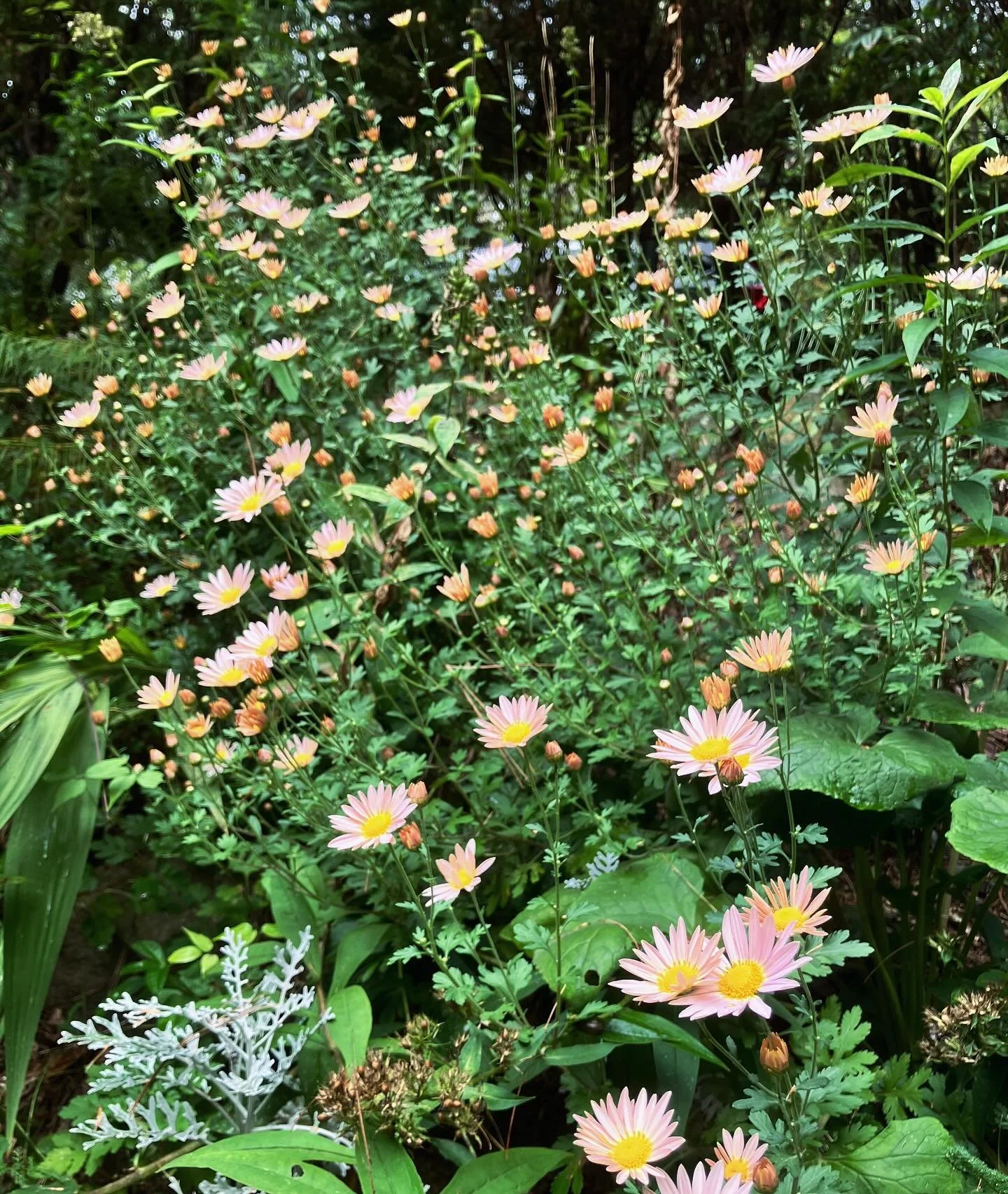 A shimmering end to September….looking forward to a stunning leaf season in October! 🍃🍂🍁