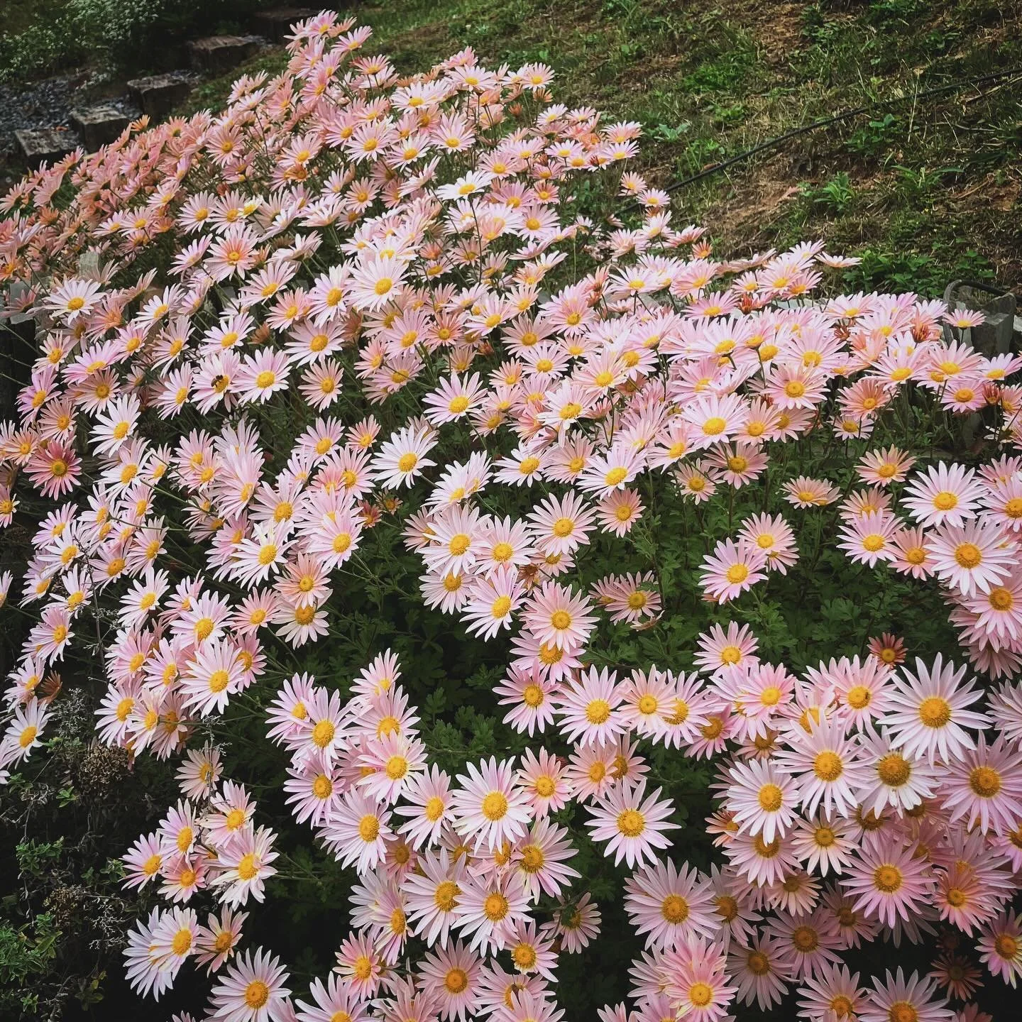 Happy to see these mums blooming! I planted them last summer before they had a chance to settle in and bloom before autumn. A year later, they’re a cloud of pastel, welcoming everyone into the garden.