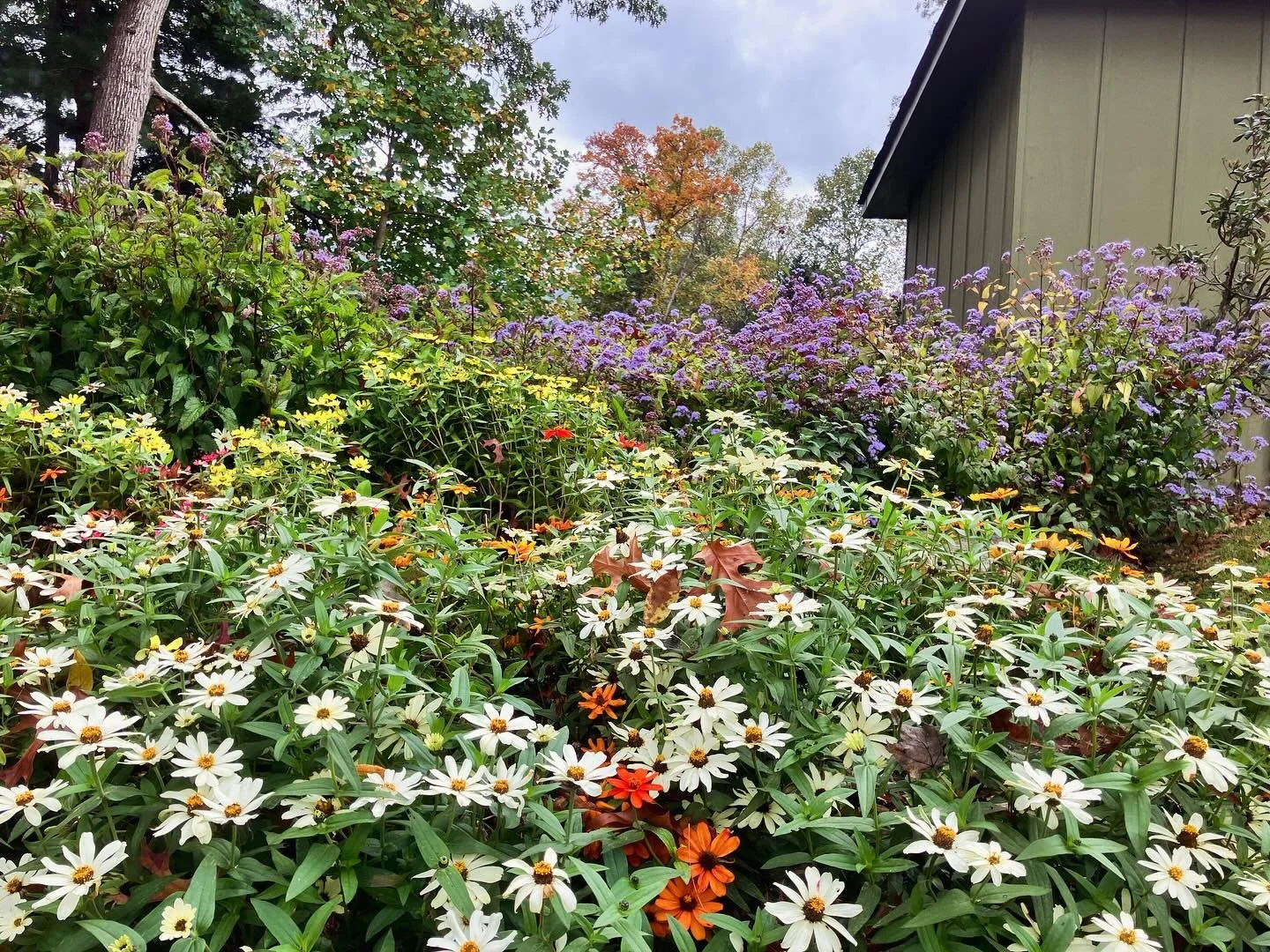 Appreciating zinnia blooms as they wind down for the season. As their flowers turn into seed heads, our birdy friends will visit them for a meal soon. 🐤🐦🐤