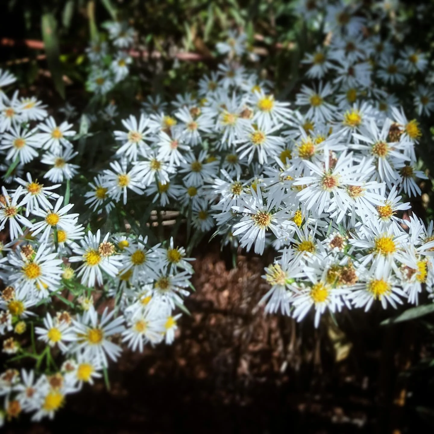 Earlier this year, this showed up unexpectedly in a garden. I was pretty sure it was an aster, so I let it do its thing, and today it finally rewarded me with blooms. iNaturalist suggests that it’s hairy white oldfield aster (Symphyotrichum pil