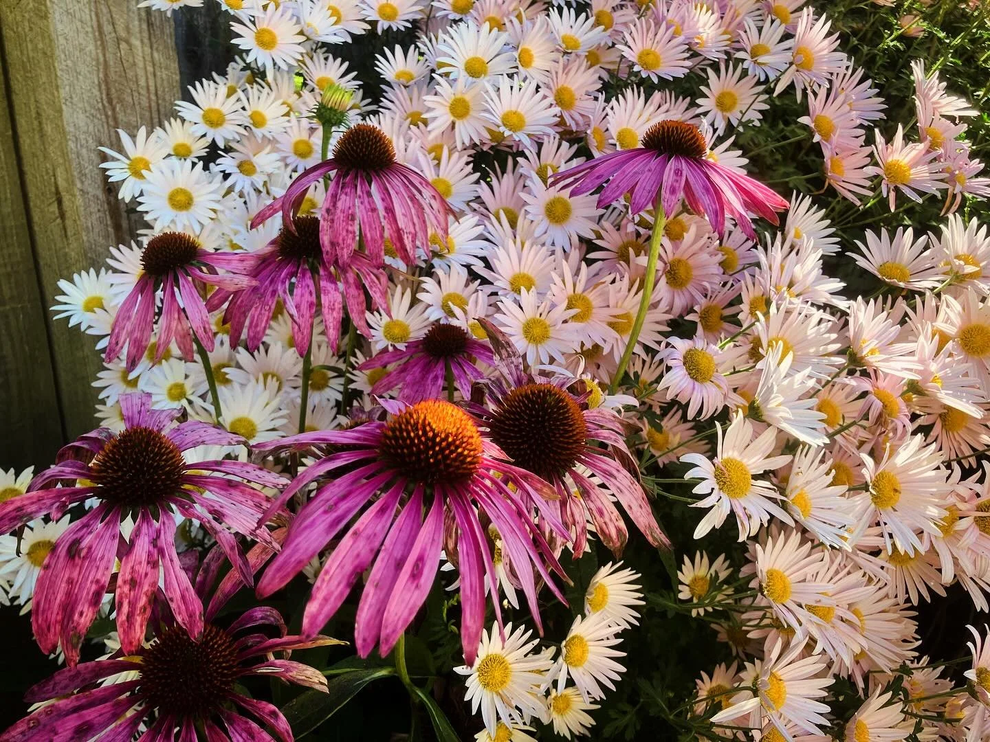 With frost expected tonight, I may have tended the last coneflower blooms of the season today. I really like the color combo with the mums in the background. 🤩
#ashevillegardens
