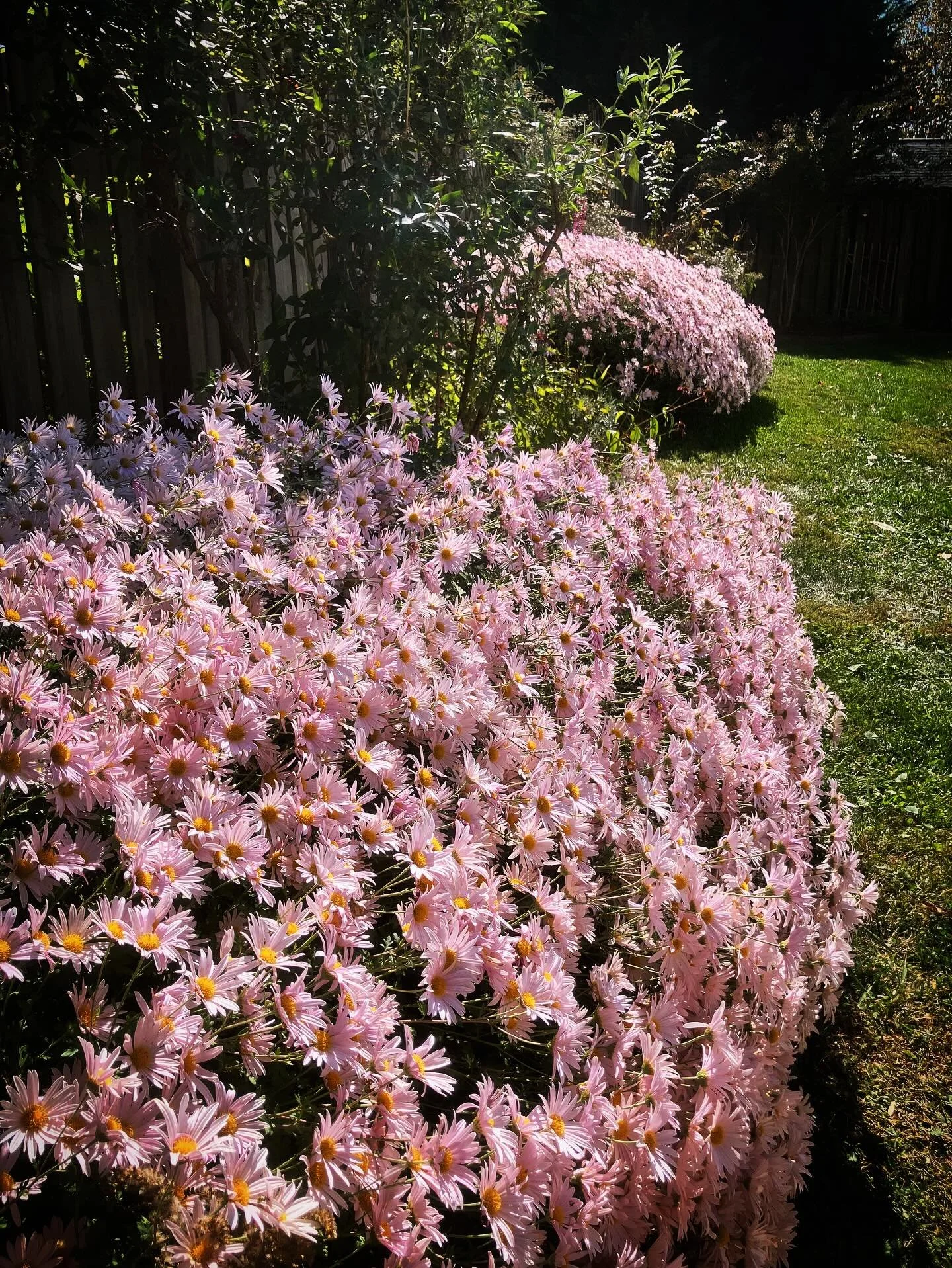 I was up to my elbows in clouds of mums today!
#ashevillegardens