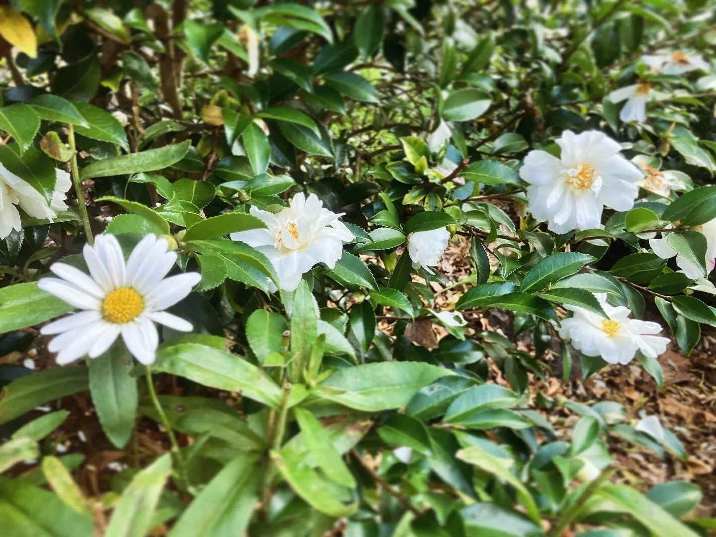 I’ve tended this garden for five years now, and I’m pretty sure the last of the daisy blooms have never flowered at the same time as the camellia’s first blossoms. 🙃
#blackmountaingardens