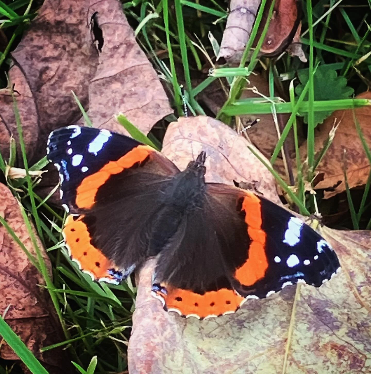 First red admiral I’ve seen this year, just in time for its Halloween colors. This garden has a patch of wood nettle along its creek, a host plant for red admirals. They came to the right place! ๐ฆ๐งก๐ค๐งก
#redadmiral #blackmountaingardens