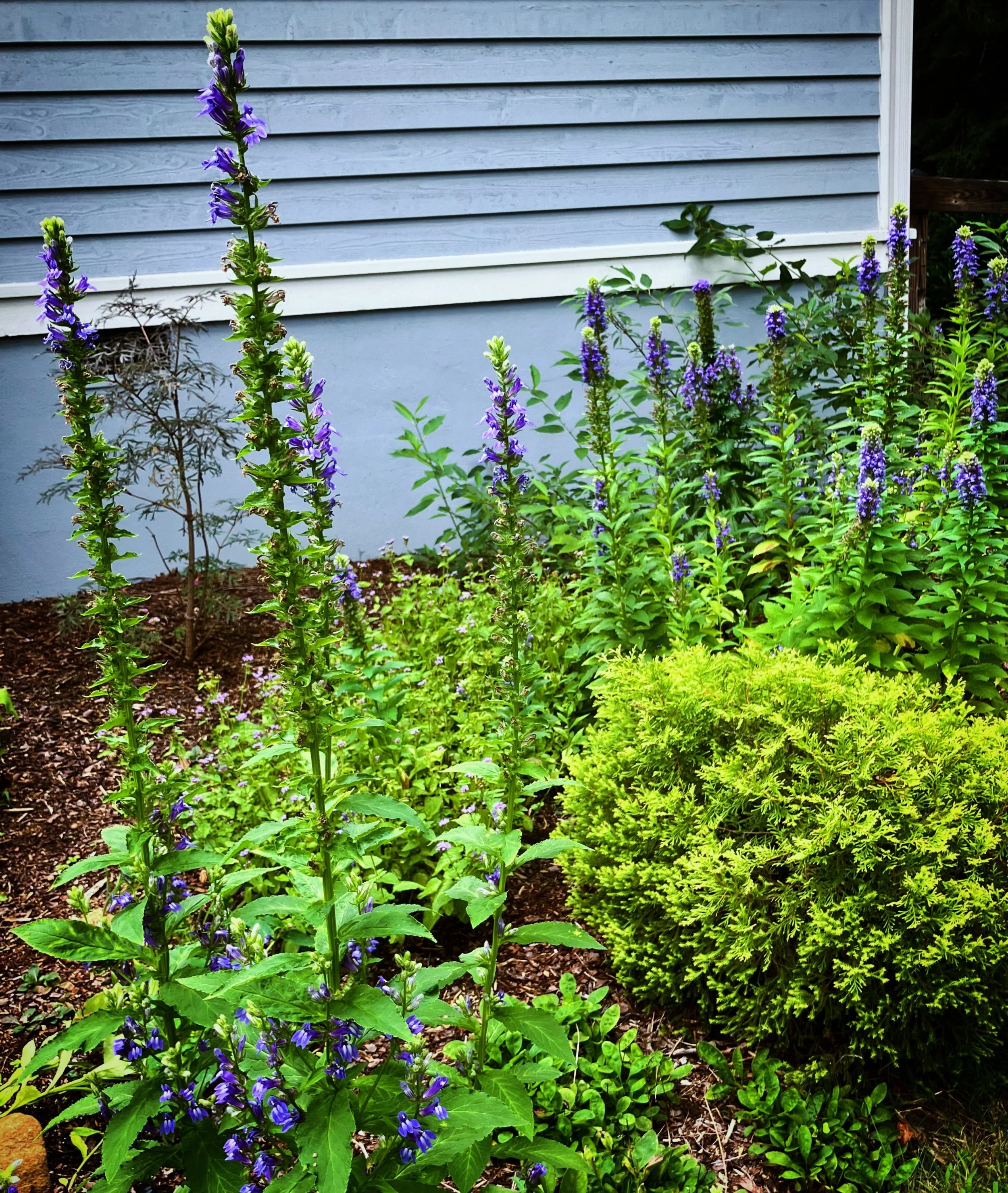 So many lobelias! My client and I have been letting them go to seed every fall for the last couple of years, and we are enjoying their bounty this summer. Sometimes they plant themselves in less than ideal locations, so I either move them in the spri