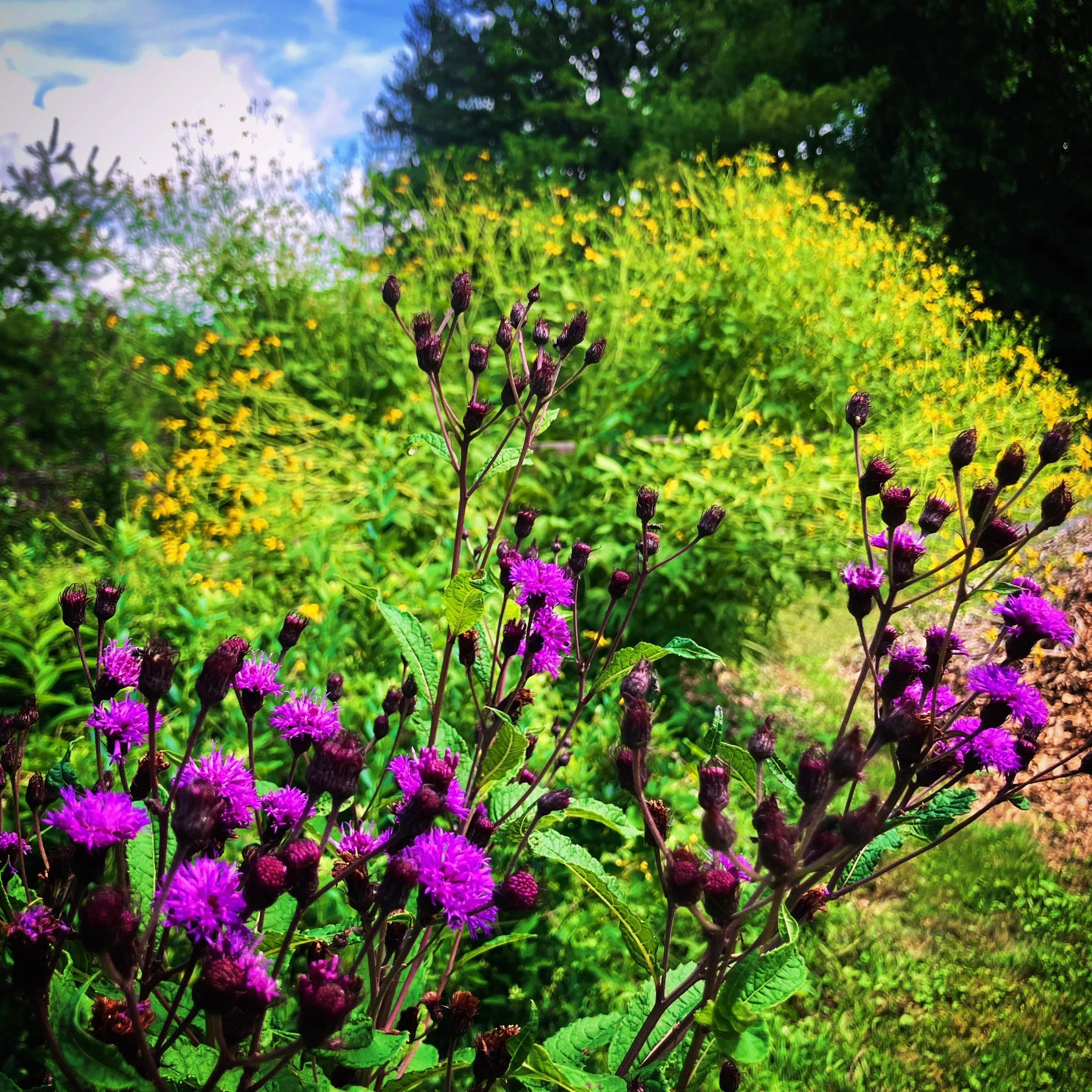 August and September are my favorite months in this particular garden, when the native perennials just keep going up and up! 

I&rsquo;d guess the iron weed is about 8&rsquo; tall, and out of frame the wing stem is a solid 10&rsquo;. ↗️

The patch of