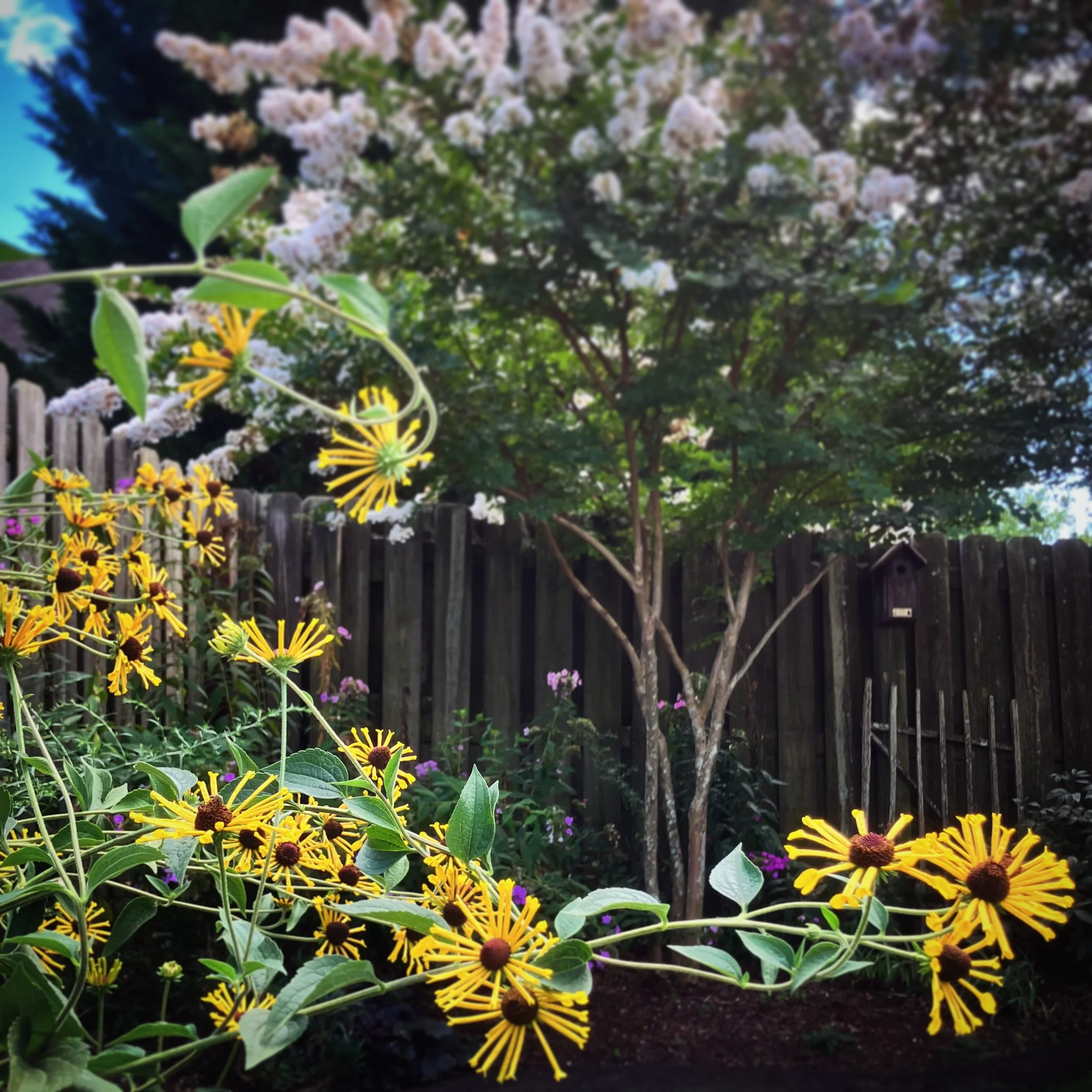 Sometimes I get a little tired of black eyed susans even though they bring a shiny cheerfulness to summer gardens. Fortunately, there is some variety to be had. Henry Eilers rudbeckias have a &ldquo;quilled&rdquo; petal. Plus, with enough sun, they c