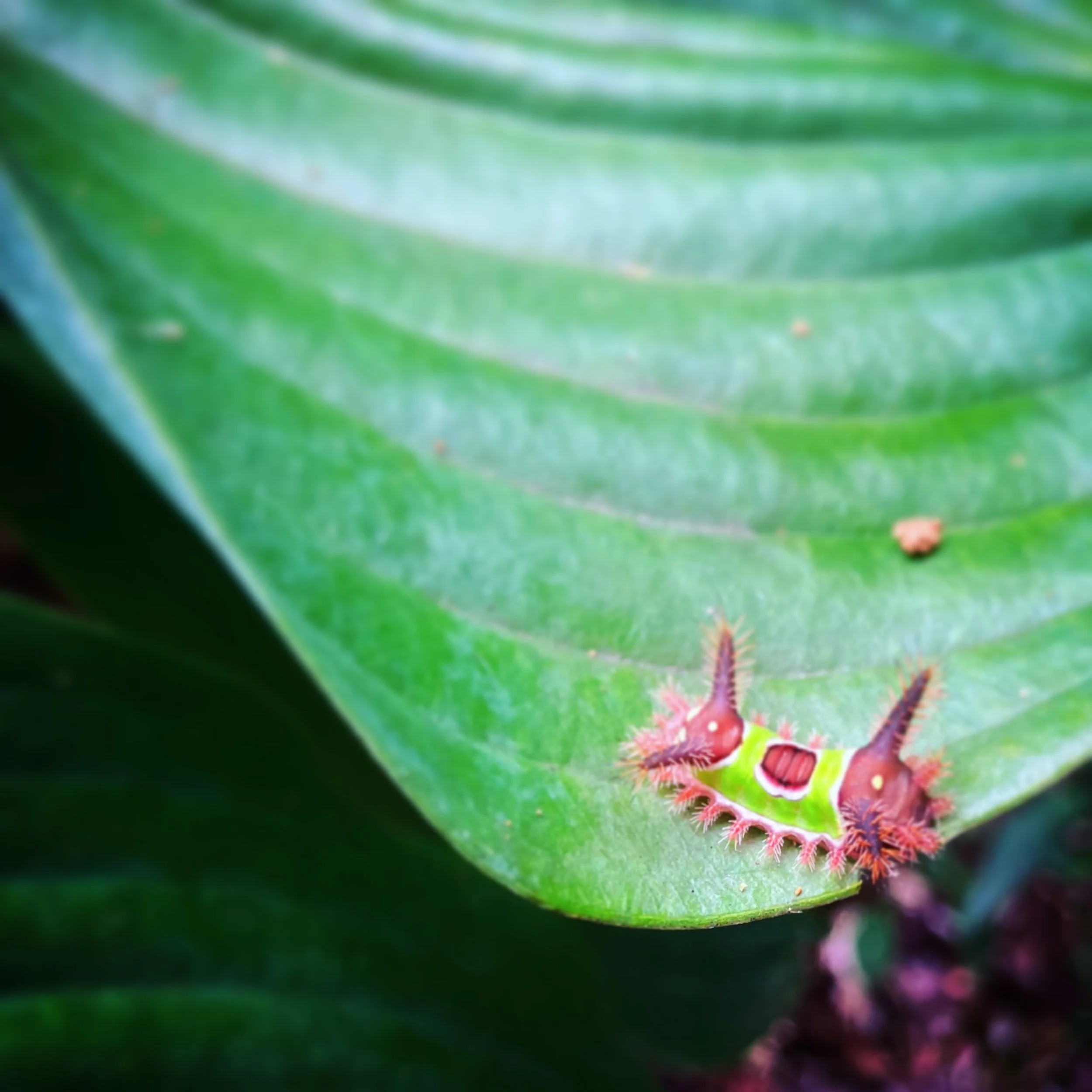 Even though saddleback caterpillars are a native species here, I can&rsquo;t say I&rsquo;m ever happy to find them. If you&rsquo;re unlucky enough to brush up against one, you&rsquo;ll know why. Their spines cause a painful sting. Ouch! 

I often fin