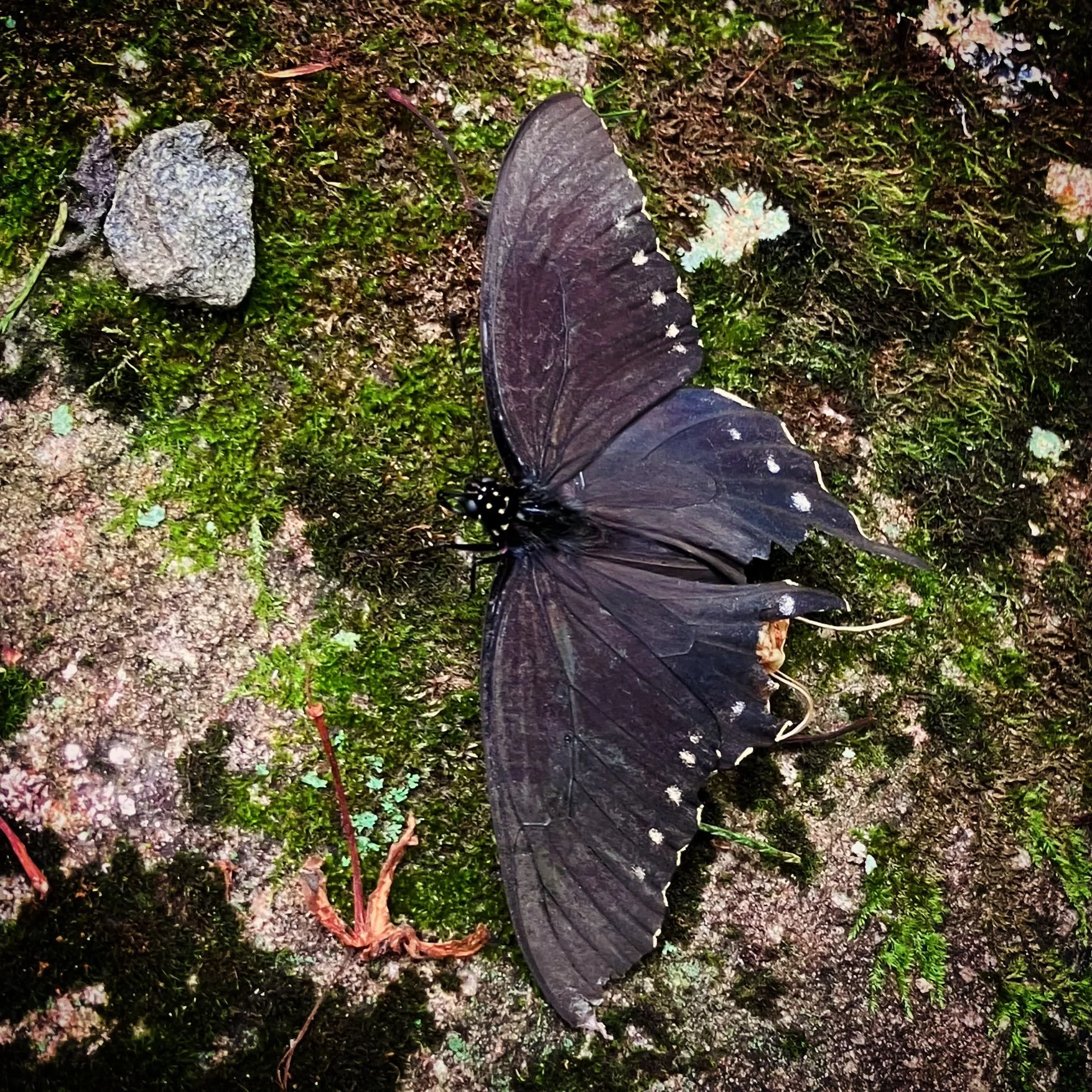 Love it when butterflies find the gardens I tend. 🥰🦋