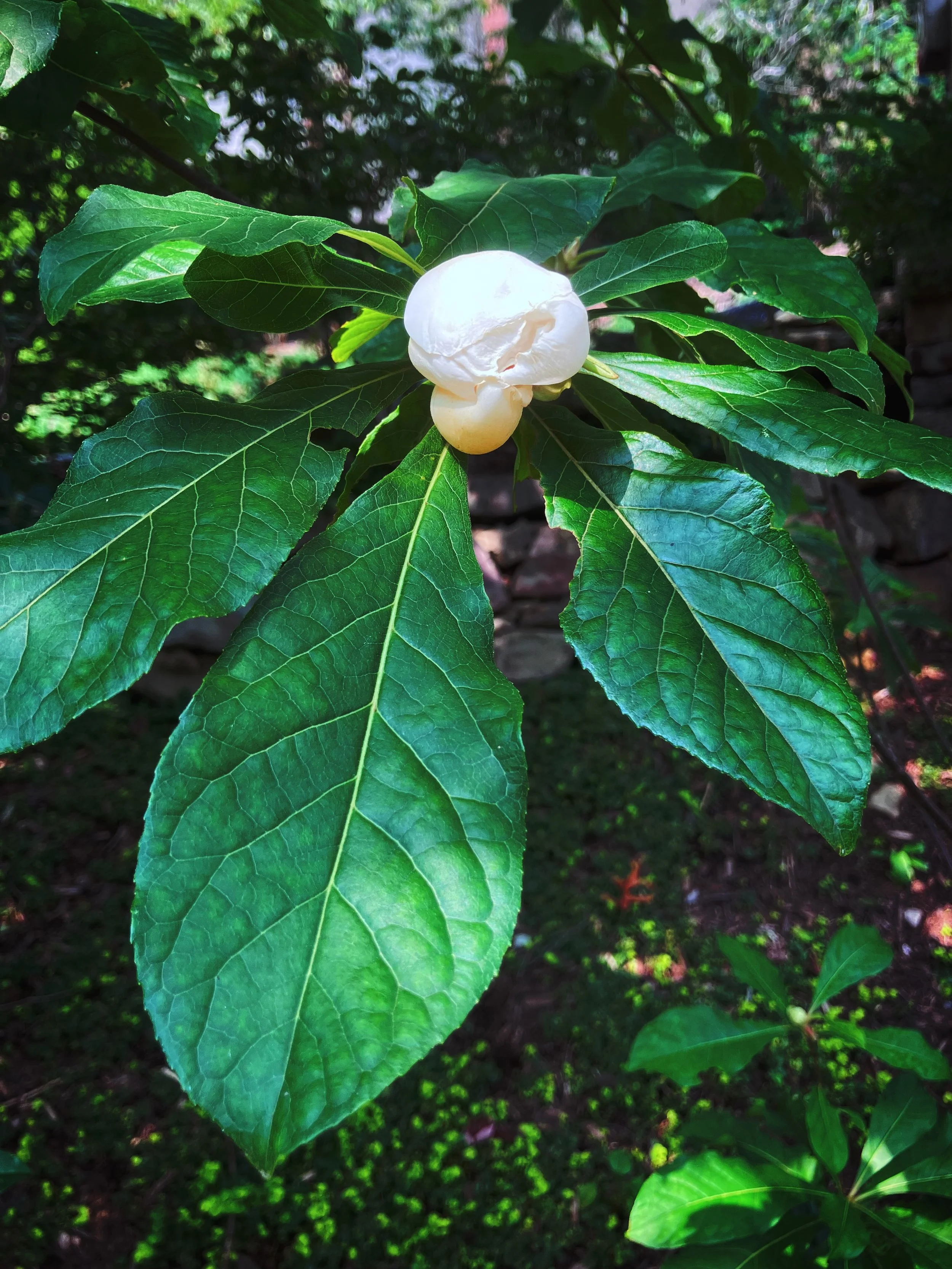 Here&rsquo;s something I don&rsquo;t see everyday&hellip;a Franklin tree! While there are no known populations remaining in the wild, they can sometimes be found in cultivation, like this one. I started tending this garden just a little less than a y