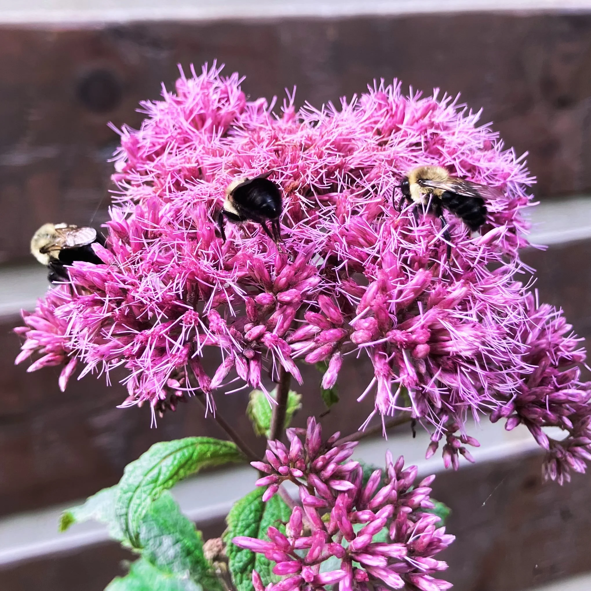 The bees were still asleep when I arrived in today&rsquo;s garden. 😴☺️