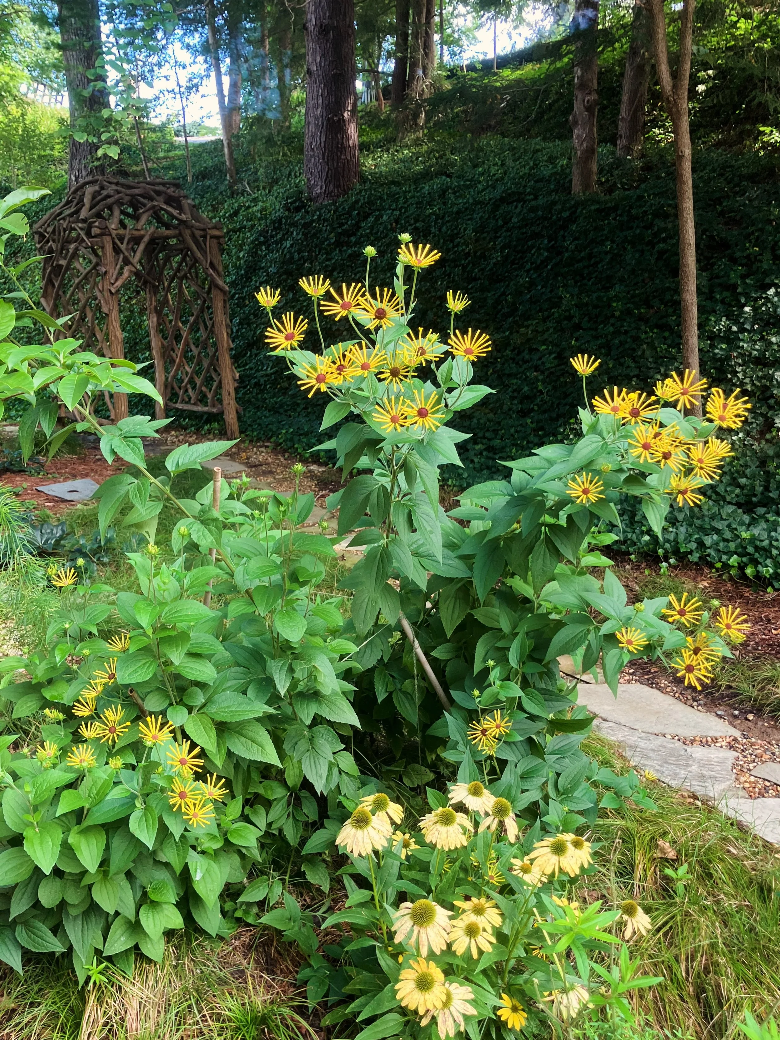 A study in yellow. The shade garden in the background really contrasts with the bright blooms every summer. 💛💛💛