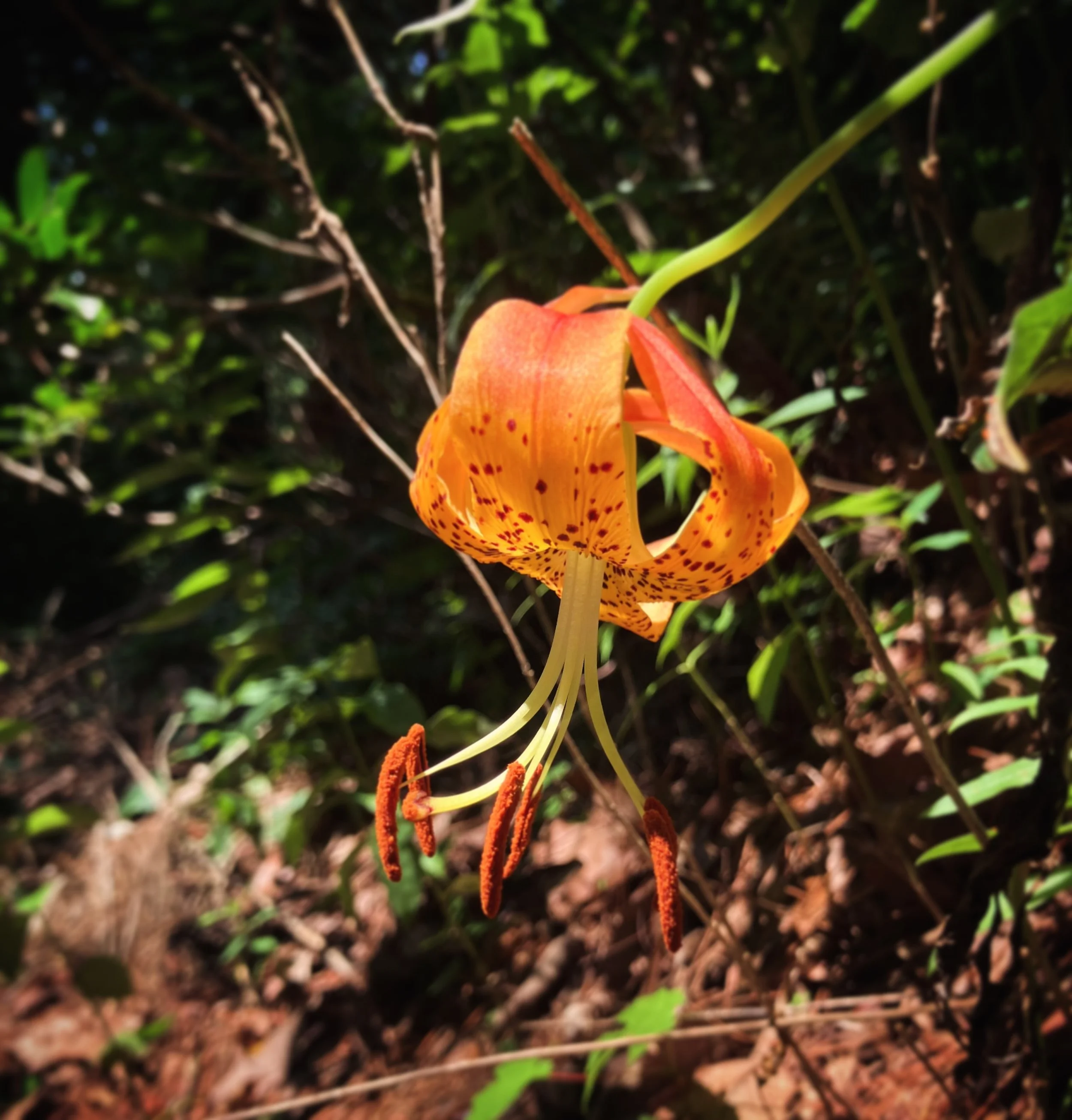 Lots of lilies so far this week, and it&rsquo;s only Tuesday! This is one of our native Carolina lilies, growing happily in the forest at the edge of the garden. 

Lots of lilies so far this week, and it&rsquo;s only Tuesday! This is a tiger lily, wh