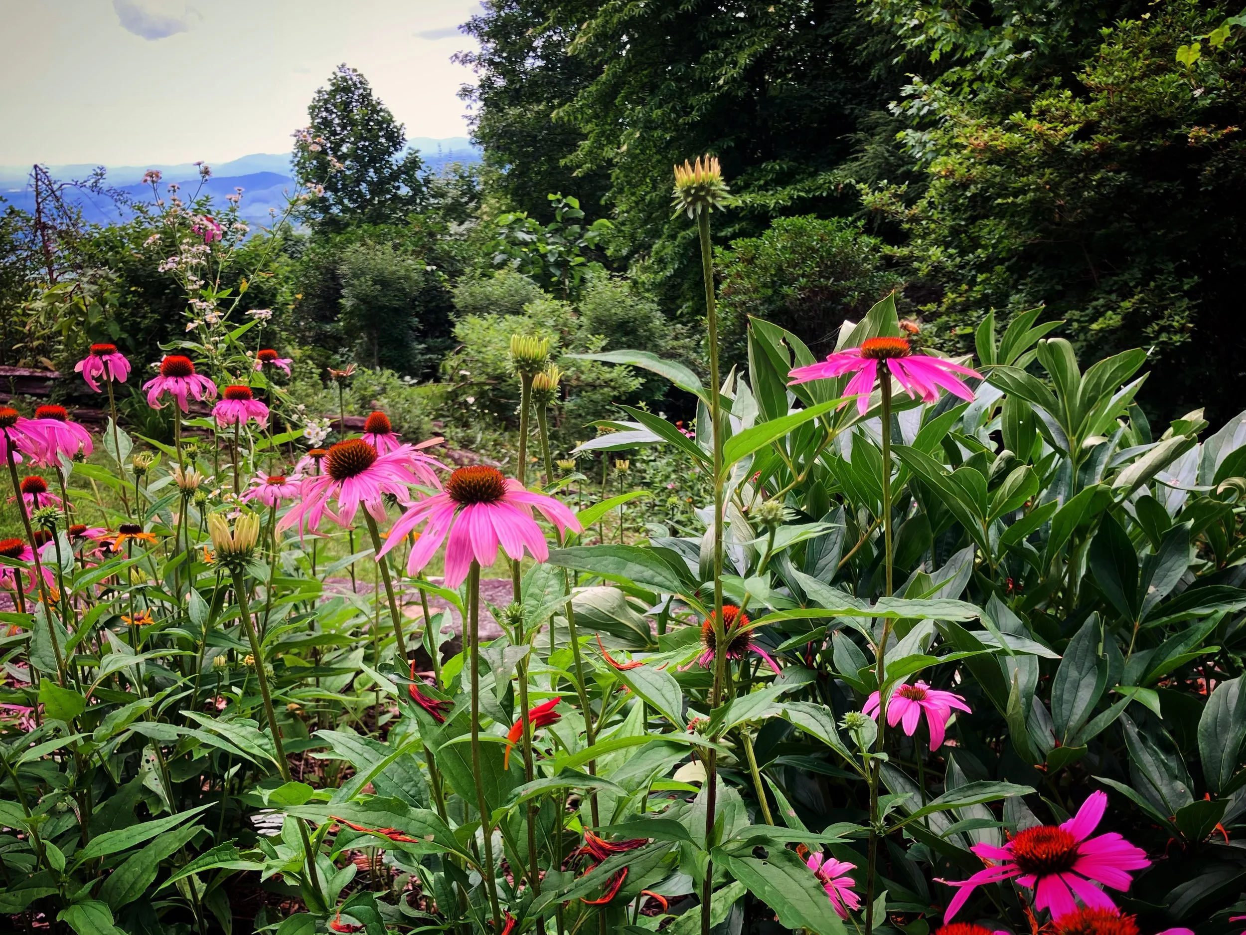 Happy to catch a break from the heat in a mountaintop garden today. 😎