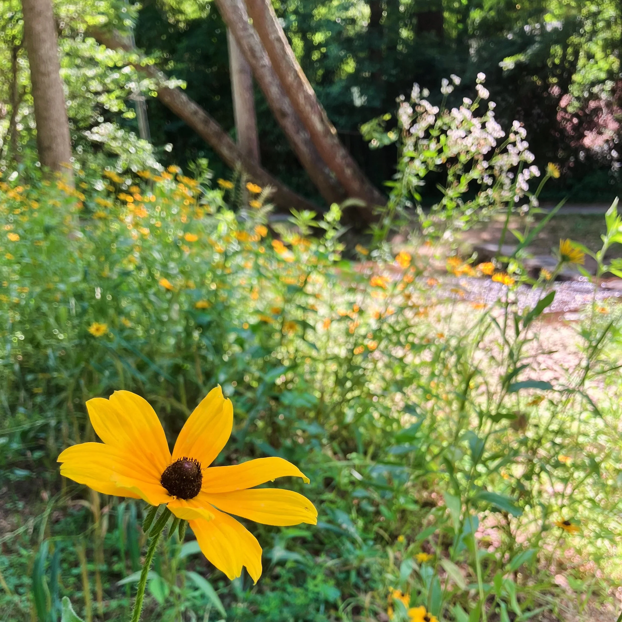 As I walked into the forest portion of one of my client gardens today, I was tickled to see a loooong drift of black eyed Susans in bloom up and down the bank of Flat Creek. This stretch suffered a lot of erosion from Helene, and the woodland soil wa