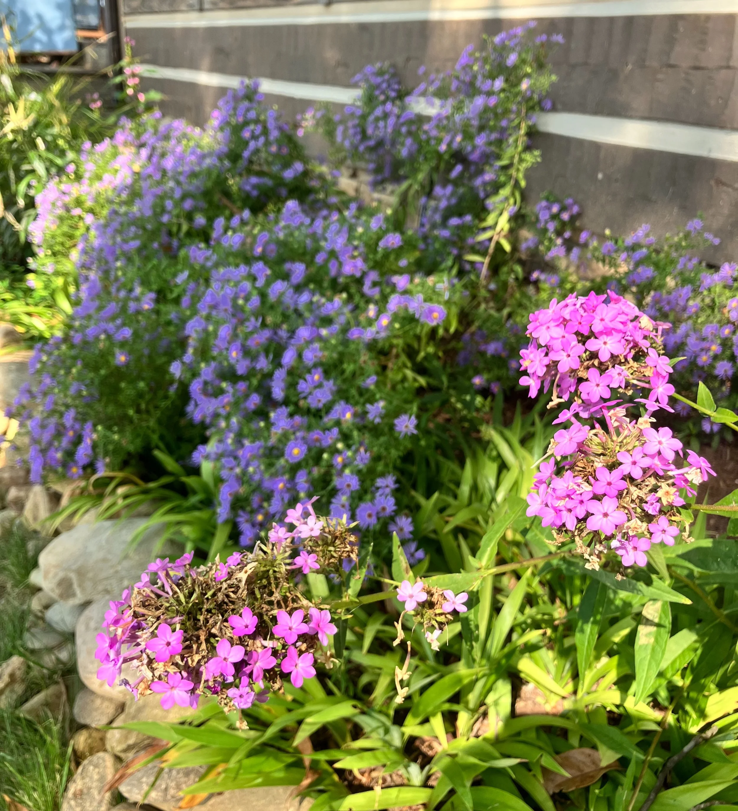 Purple haze today.