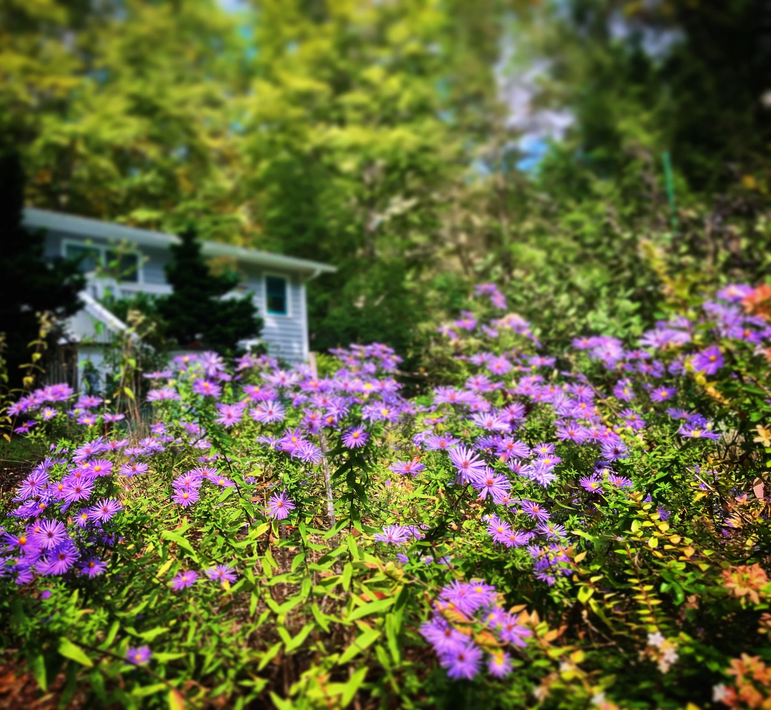 October flowers might be my favorite flowers, extending the season as long as possible. Maybe it&rsquo;ll rain this weekend and refresh all our gardens. 🤞