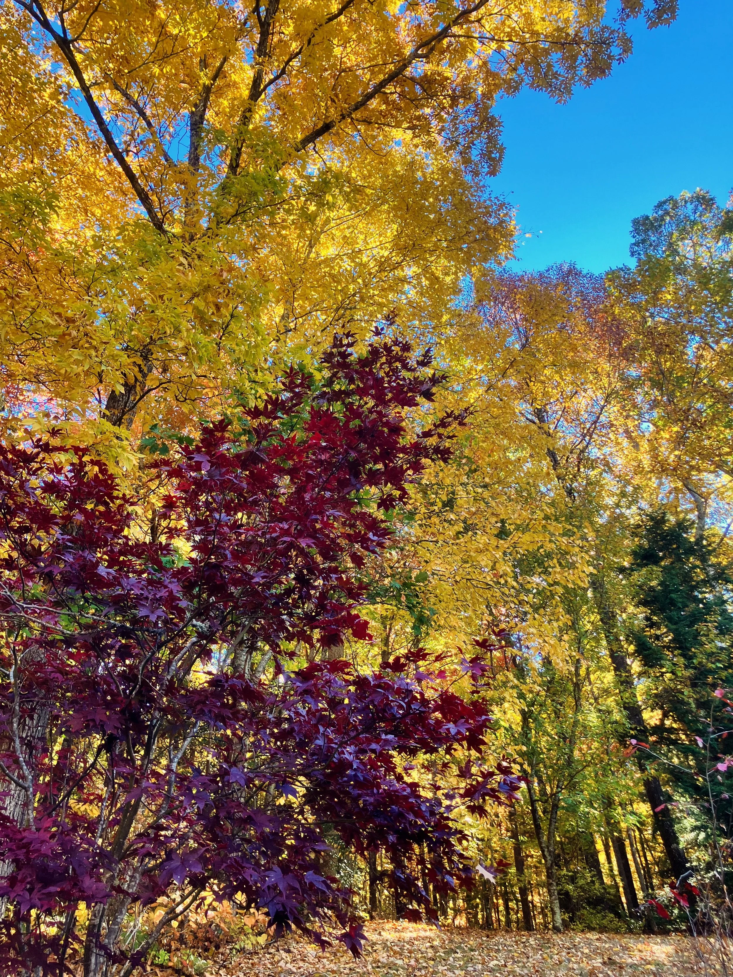 Look at that glow! Driving up a mountain to today&rsquo;s garden was spectacular. The dark green rhodies really make the poplars&rsquo; and maples&rsquo; yellows pop, and the garnet sourwoods and Japanese maples just top it all off. Wow wow wow