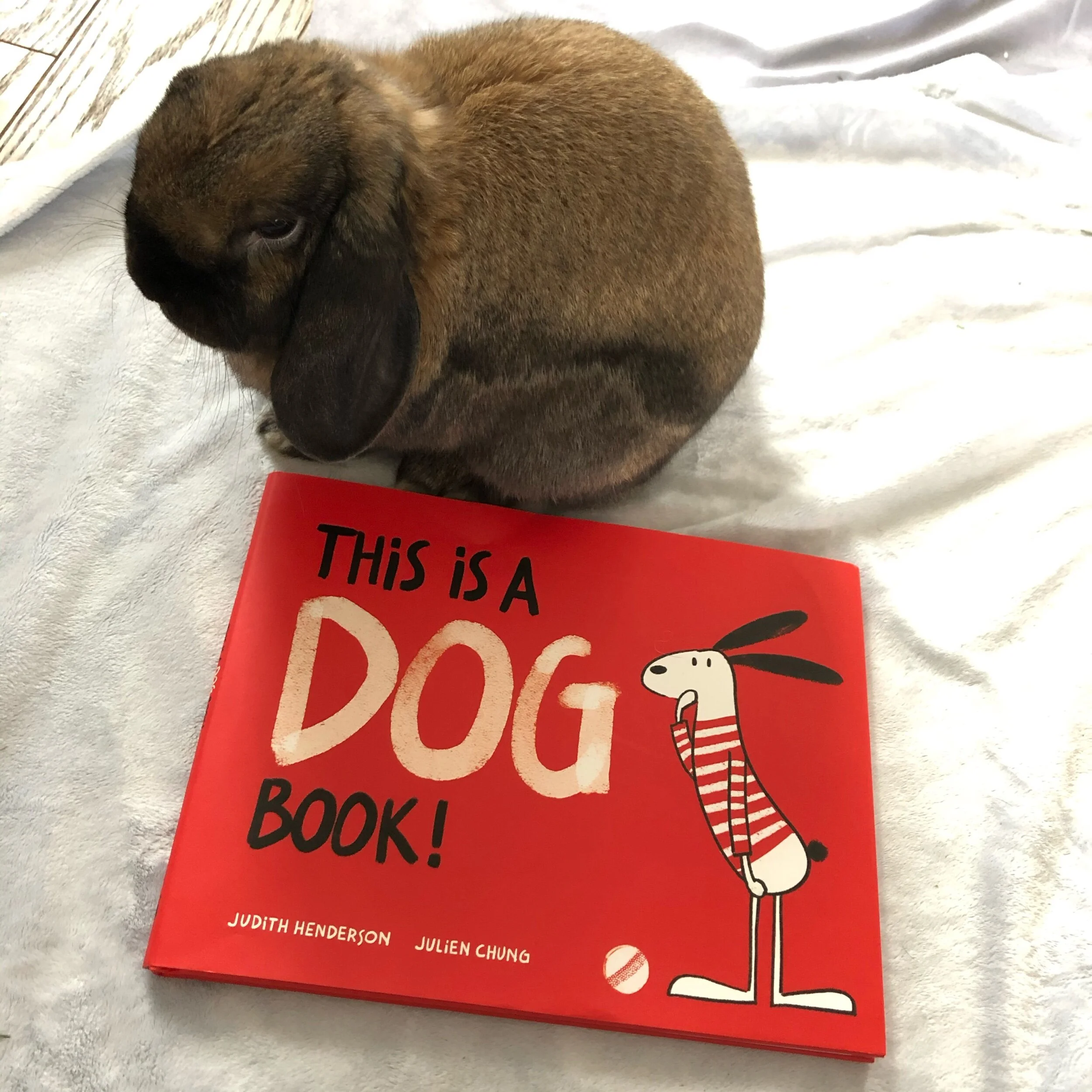 All Books Should be Bunny Books