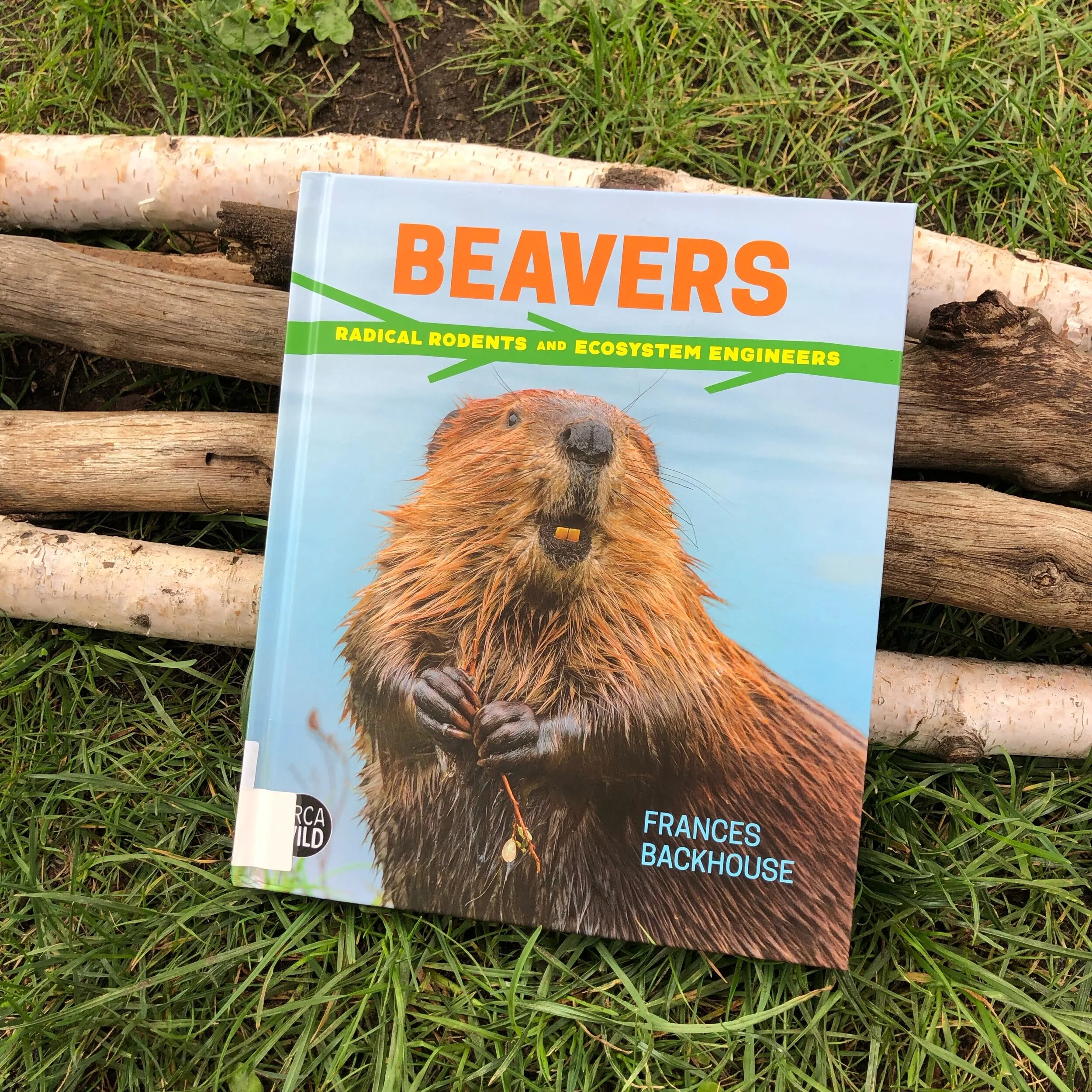 Beavers