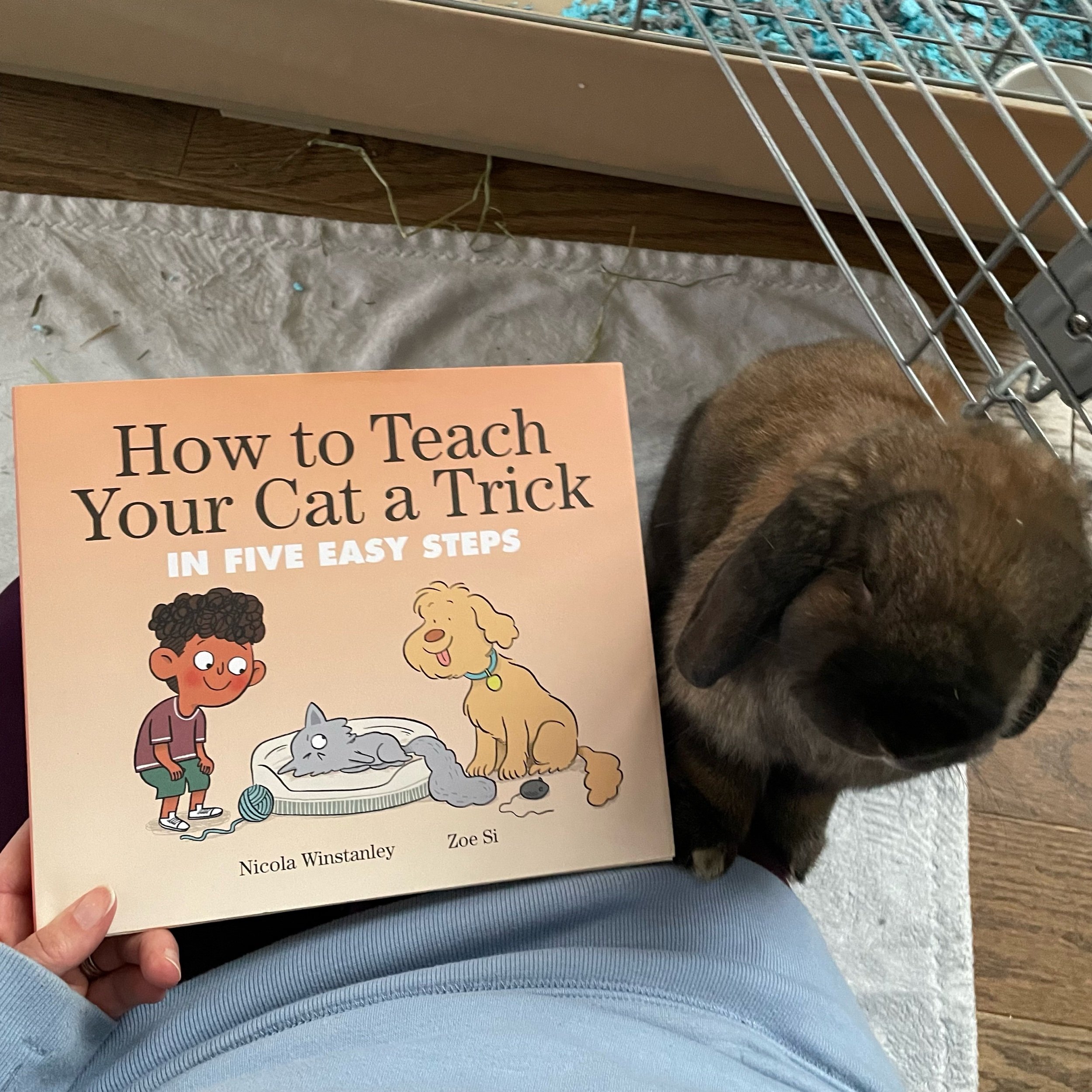 How to Teach Your Cat a Trick in Five Easy Steps