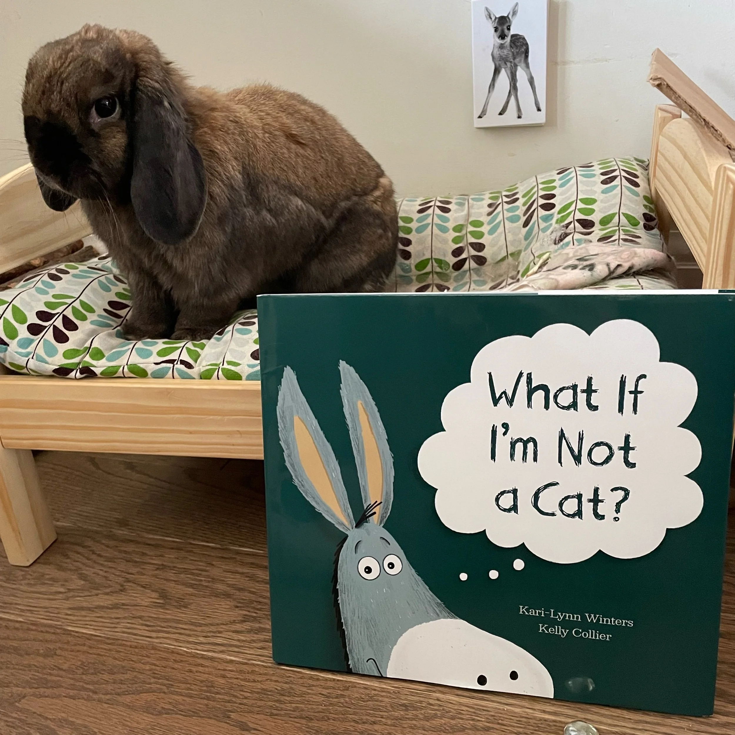 What if I’m Not a Cat