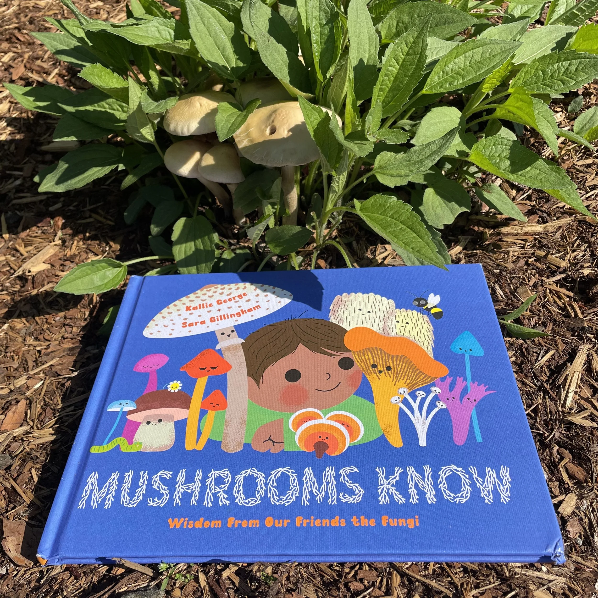 Mushrooms Know: Wisdom from our Friends the Fungi