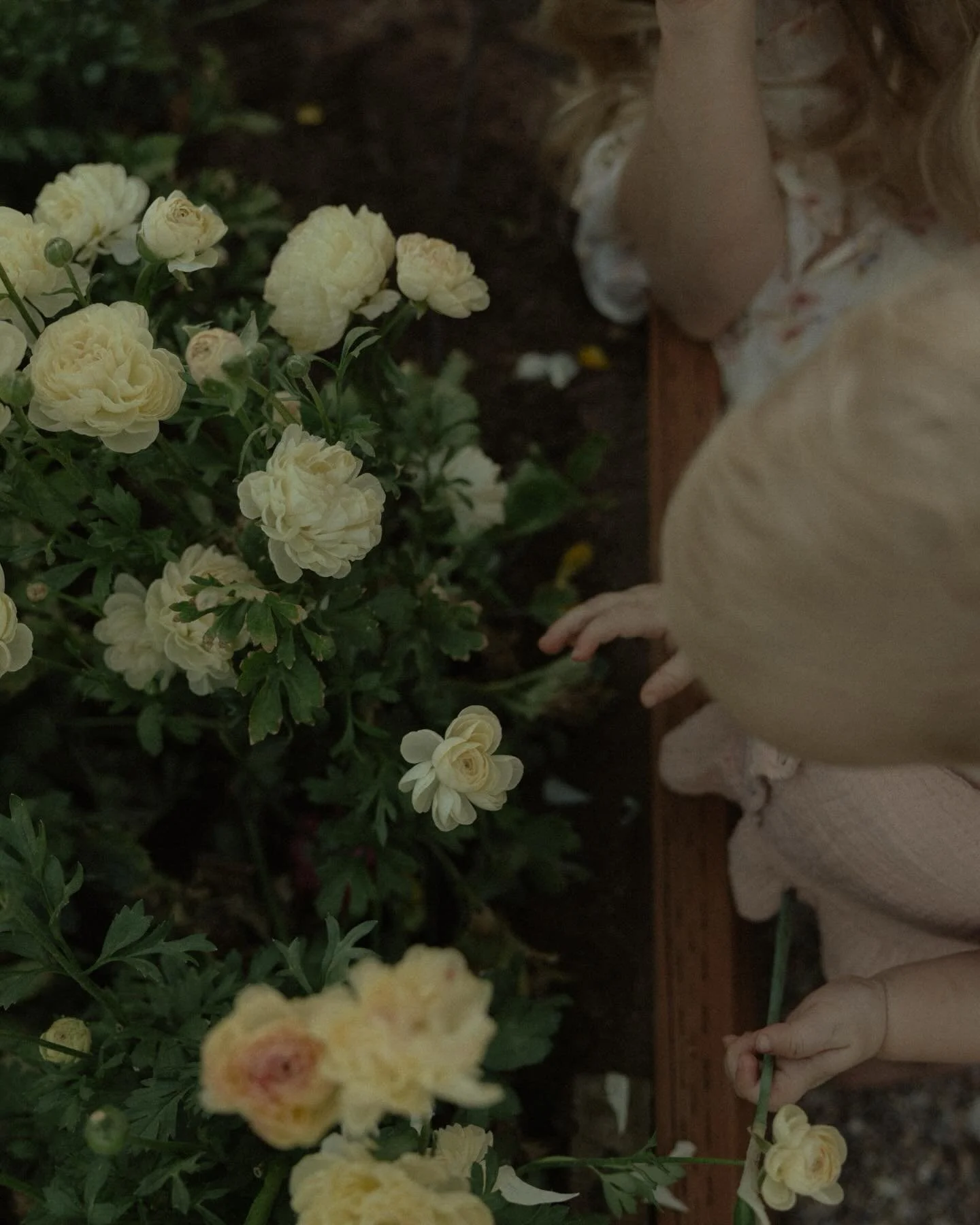 Spring family photos 🤩
Family sessions with littles always feel a little (or a lot😅) chaotic but that&rsquo;s where I capture the magic✨