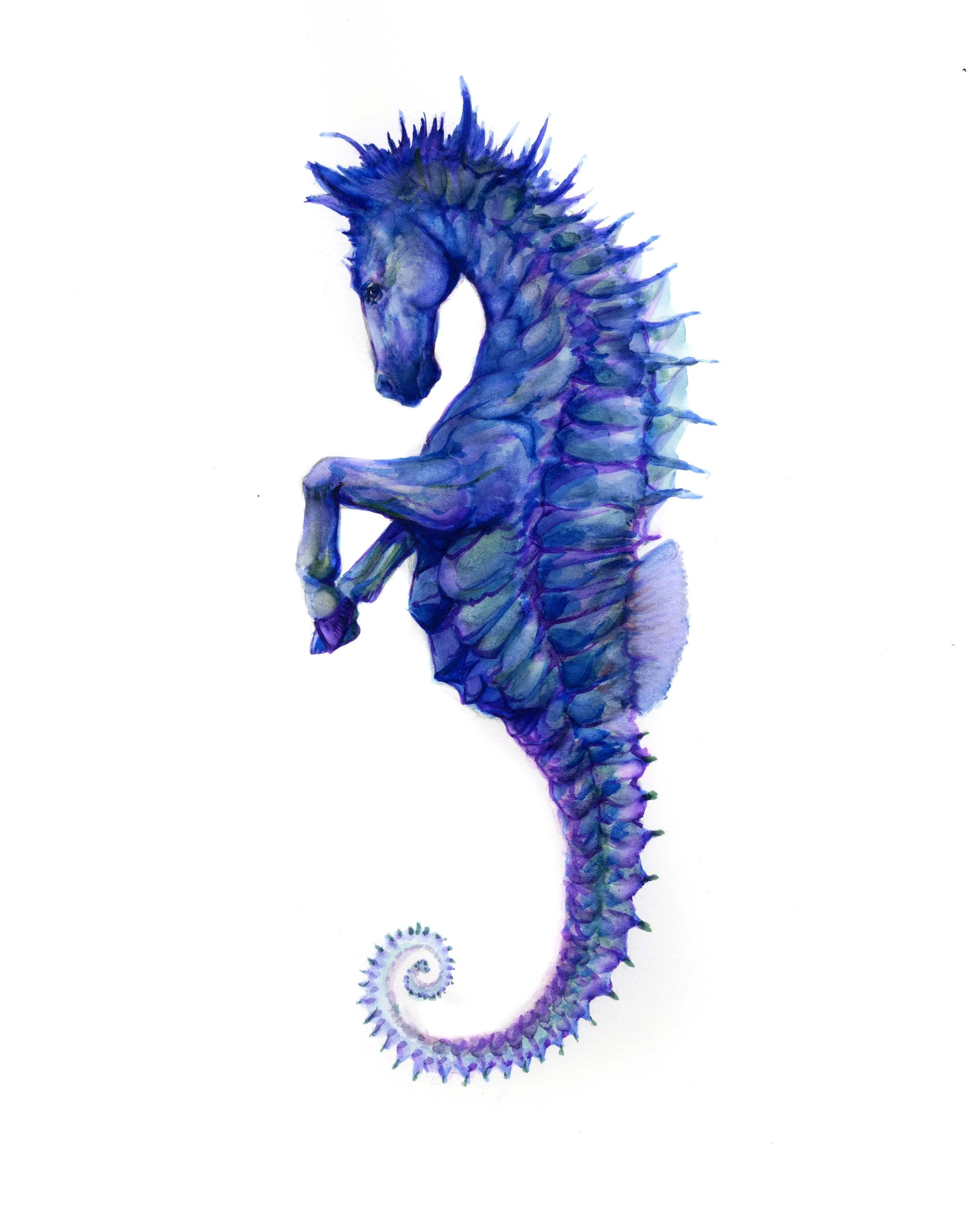 Sea Horse