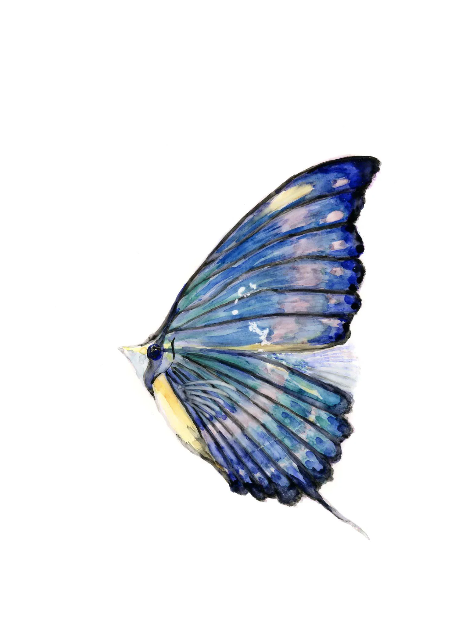 Butterfly Fish