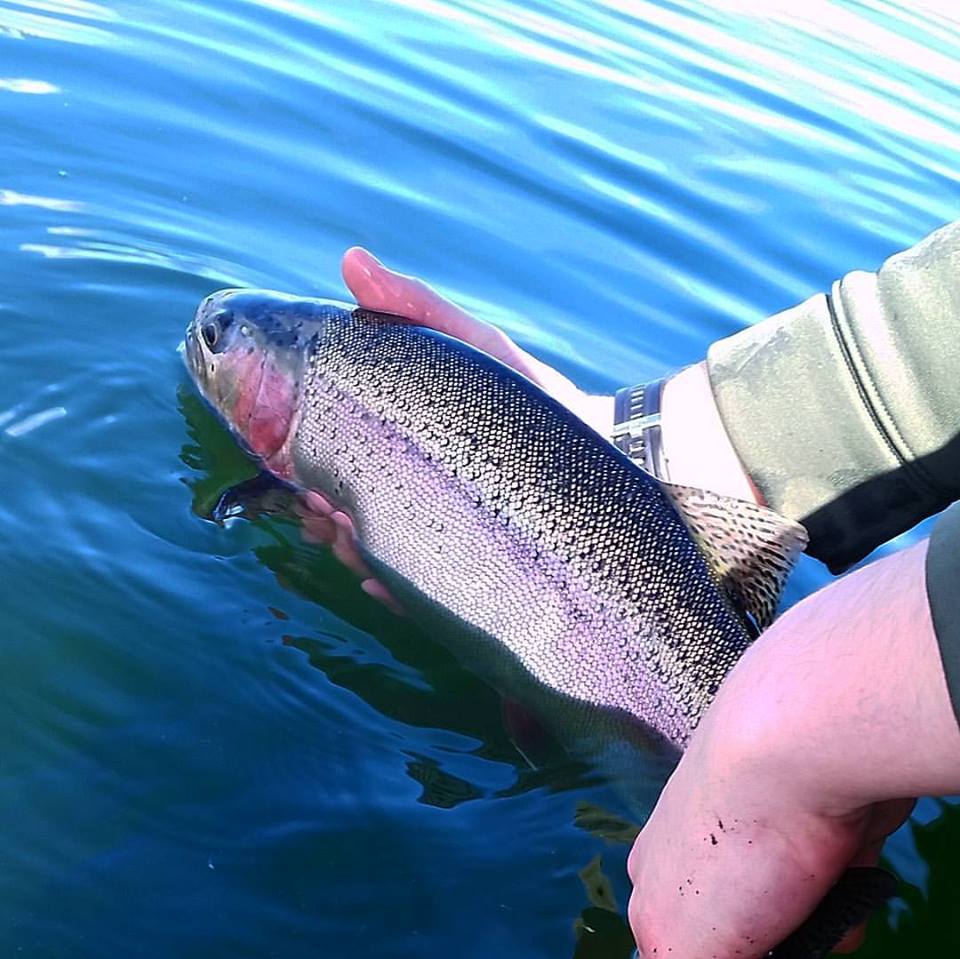Fall Trout on Bass Gear — Subarctic Angling