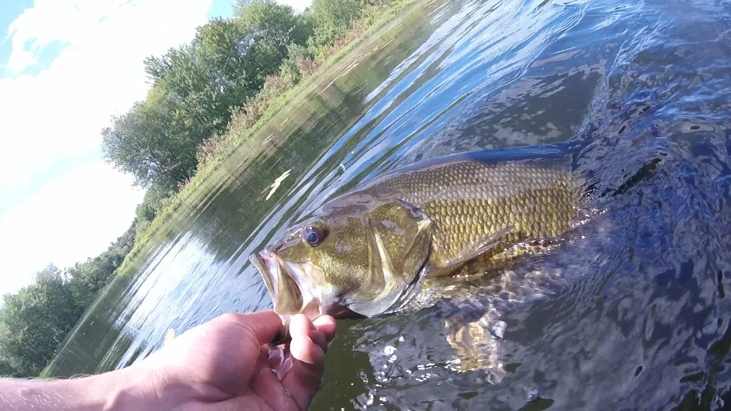 Should Canadians Fish Bedded Bass?