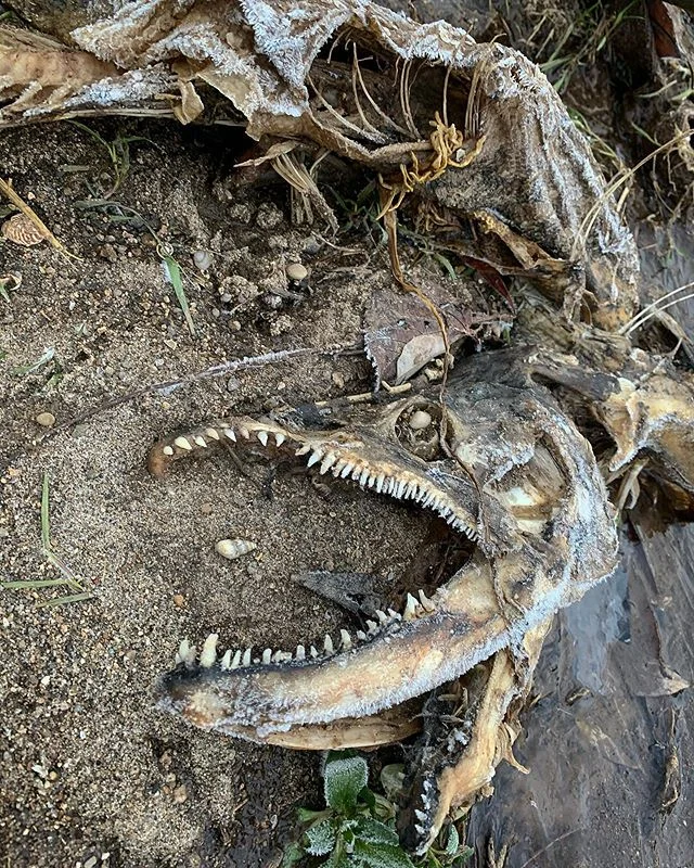 Winter is coming

#salmon #steelheading #flyfishing #fishing