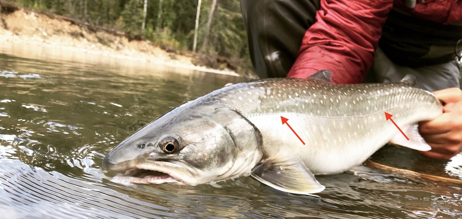 Lateral line on a Bull Trout. Should you be quiet while fishing?