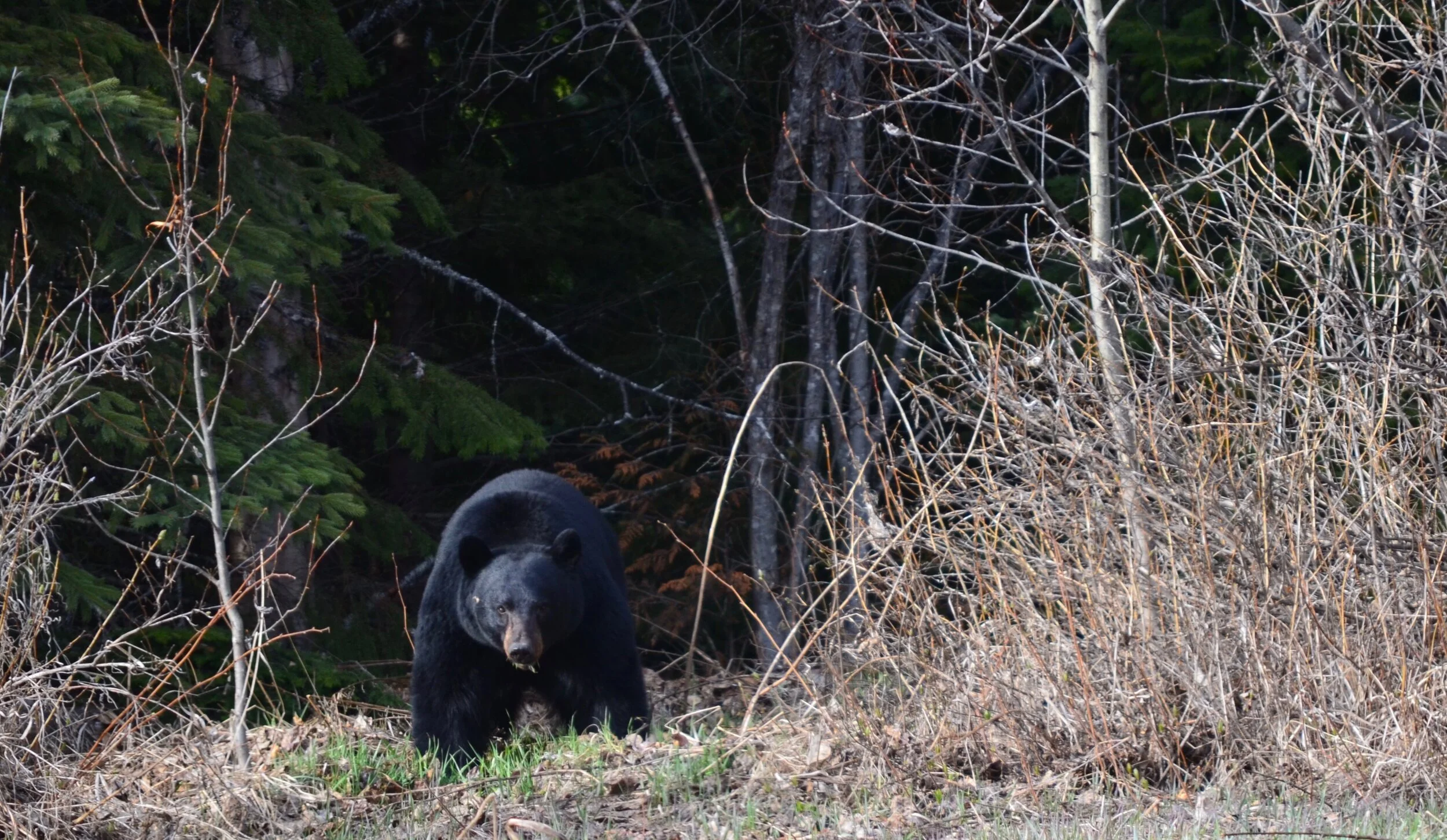 The Return of Ontario's Spring Bear Season