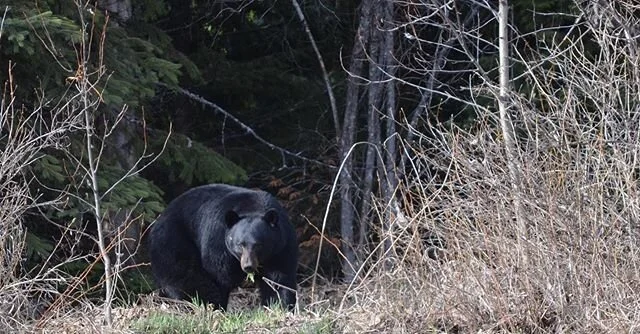 LINK IN BIO
Ontario is looking to bring back its Spring Bear Hunt! Check out our latest article for more info and find out how you can get involved! 📸 @cullen_sikkes 
#hunting #bearhunting #blackbear #ontario #bowhunting