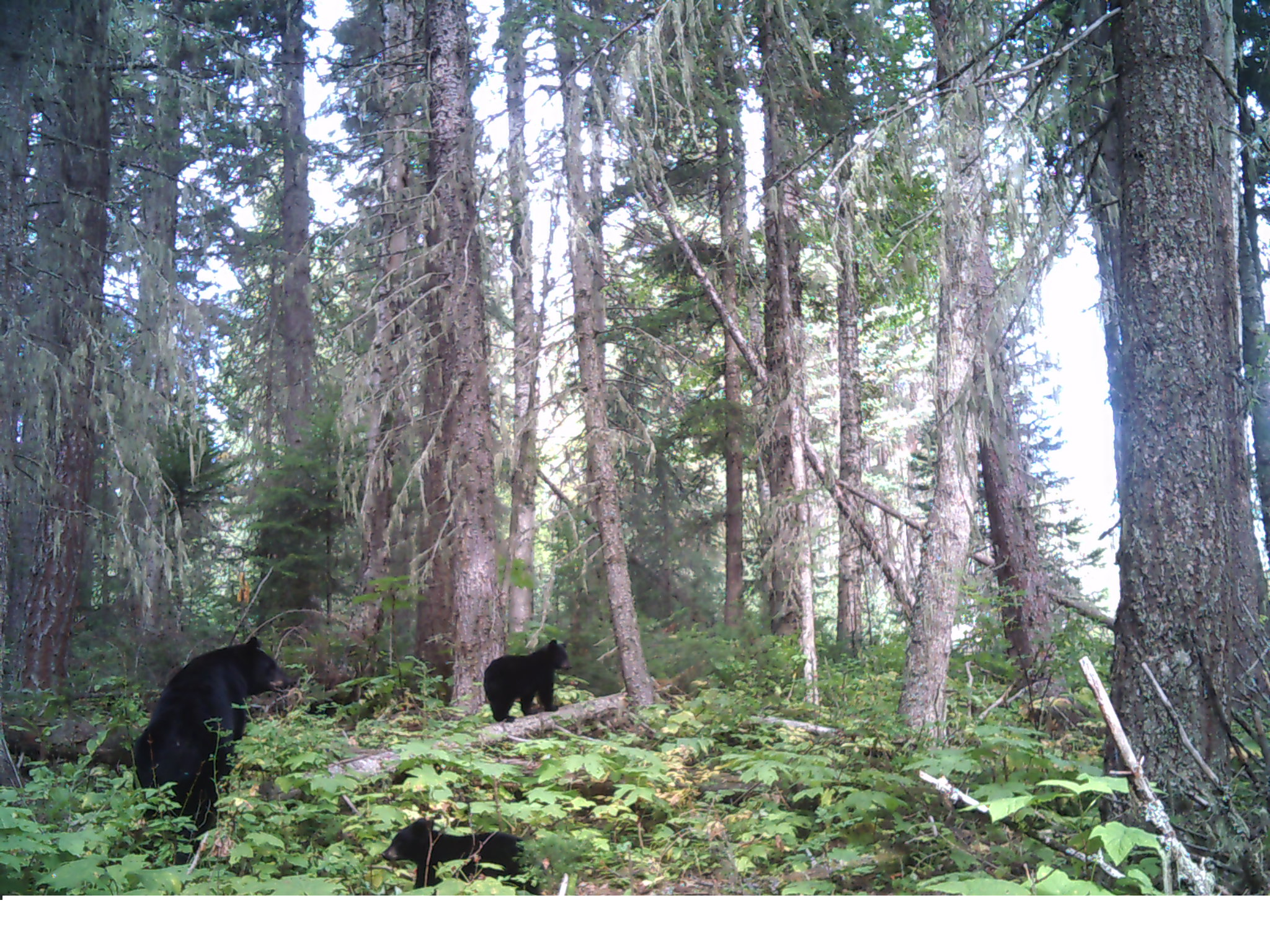 Why the Spring Bear Hunt Matters