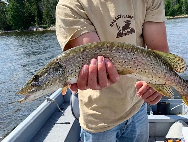 What do black spots on fish mean? Can they still be eaten? Find out in our latest article!

LINK IN BIO

#pike #northernpike #parasite #fishing #flyfishing #bassfishing