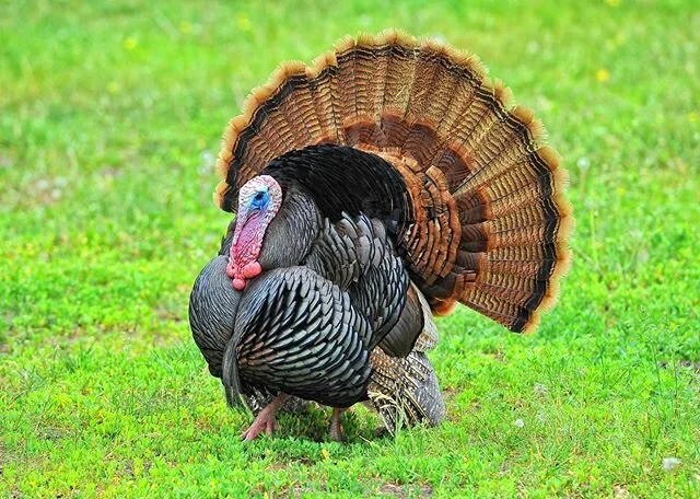 NEW ARTICLE 
Why do turkeys shock gobble? How can hunters use them to their advantage? Find out in our latest article!
Link in bio 
#turkey #wildturkey #turkeyseason #turkeyhunting #shockgobble #hunting