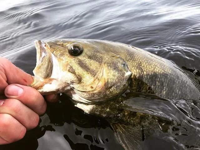 Should Southern Ontario be able to fish bedded bass? Are our bass populations that unique? Find out in our latest article!!
LINK IN BIO 
#bass #bassfishing #flyfishing #mlf #flw #tournamentfishing #tournamentbassfishing