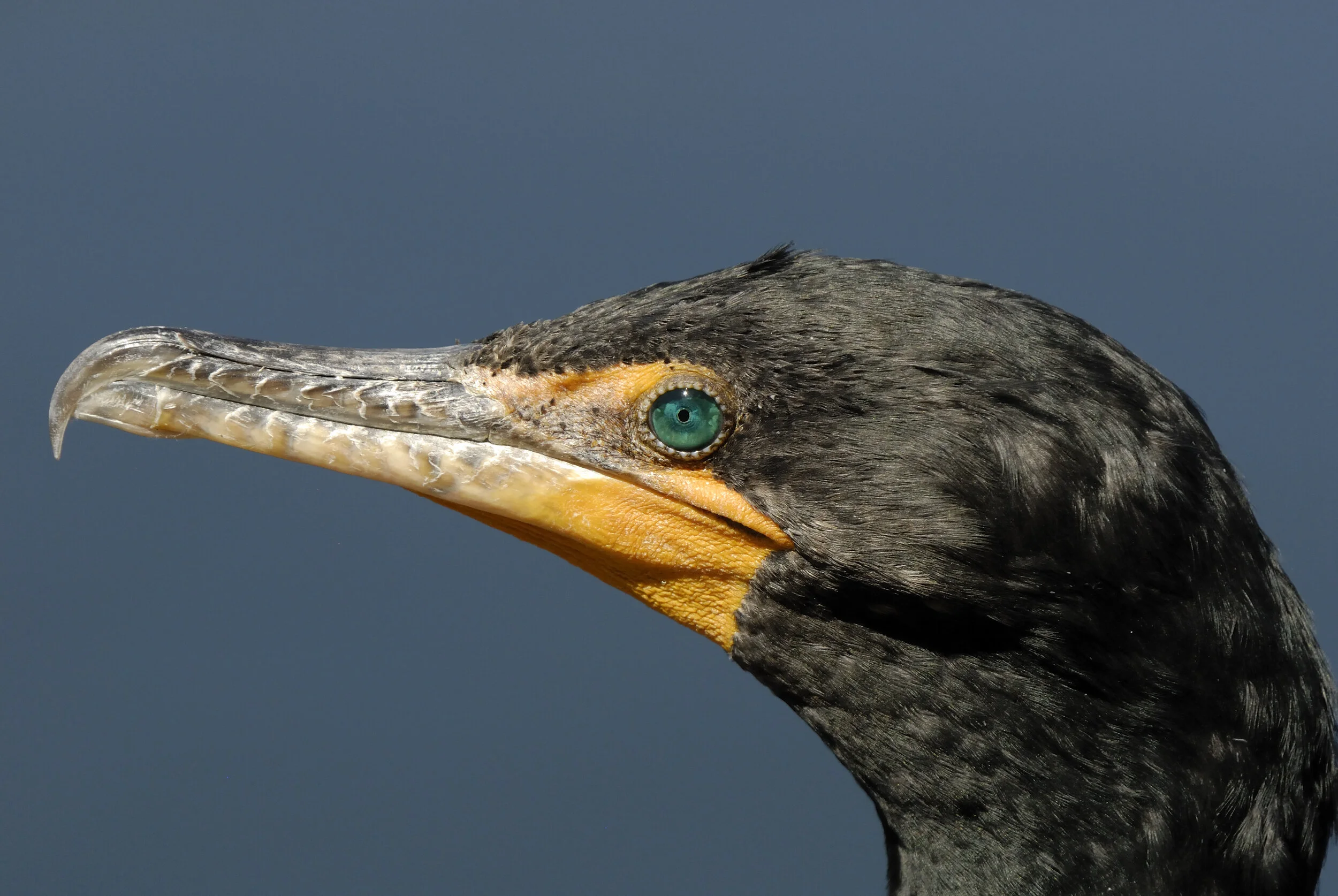 Ontario's Newest Game Bird Should We Be Hunting Cormorants? — Subarctic Angling
