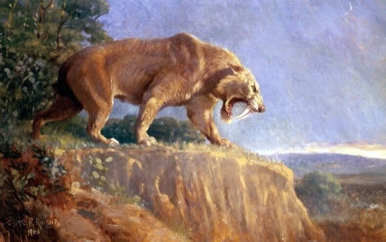 Saber-Toothed Tiger