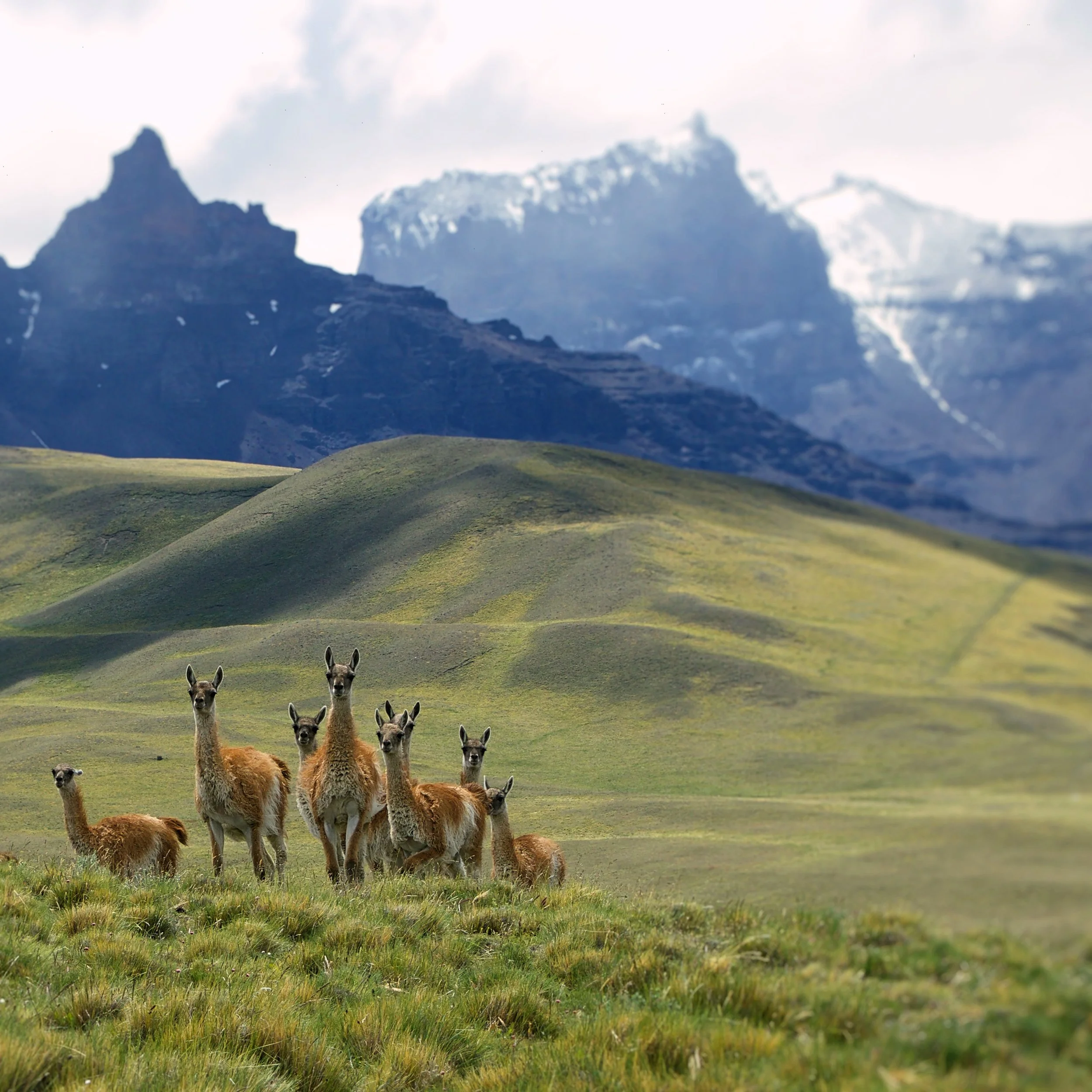 Guanacos