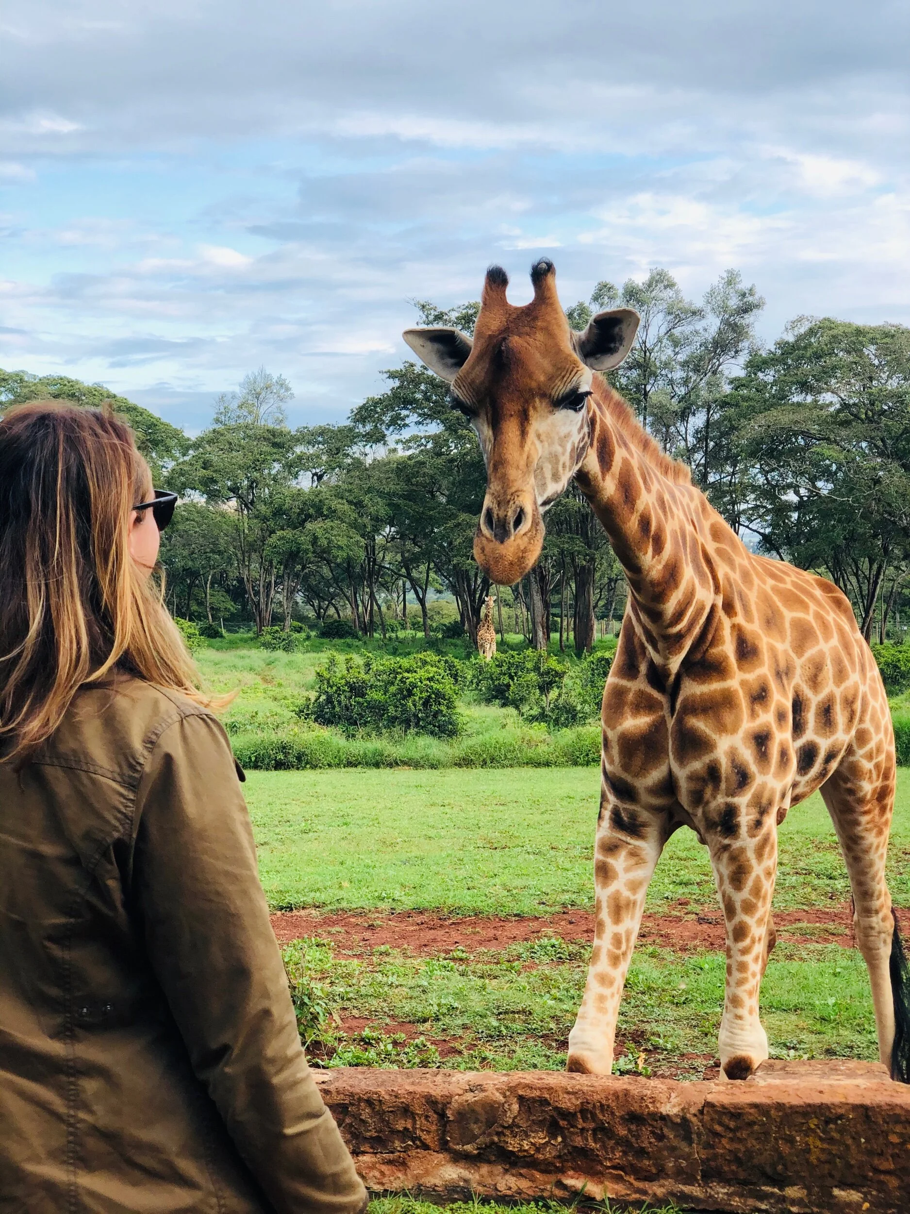 Kisses with Giraffes at the Giraffe Manor in Nairobi