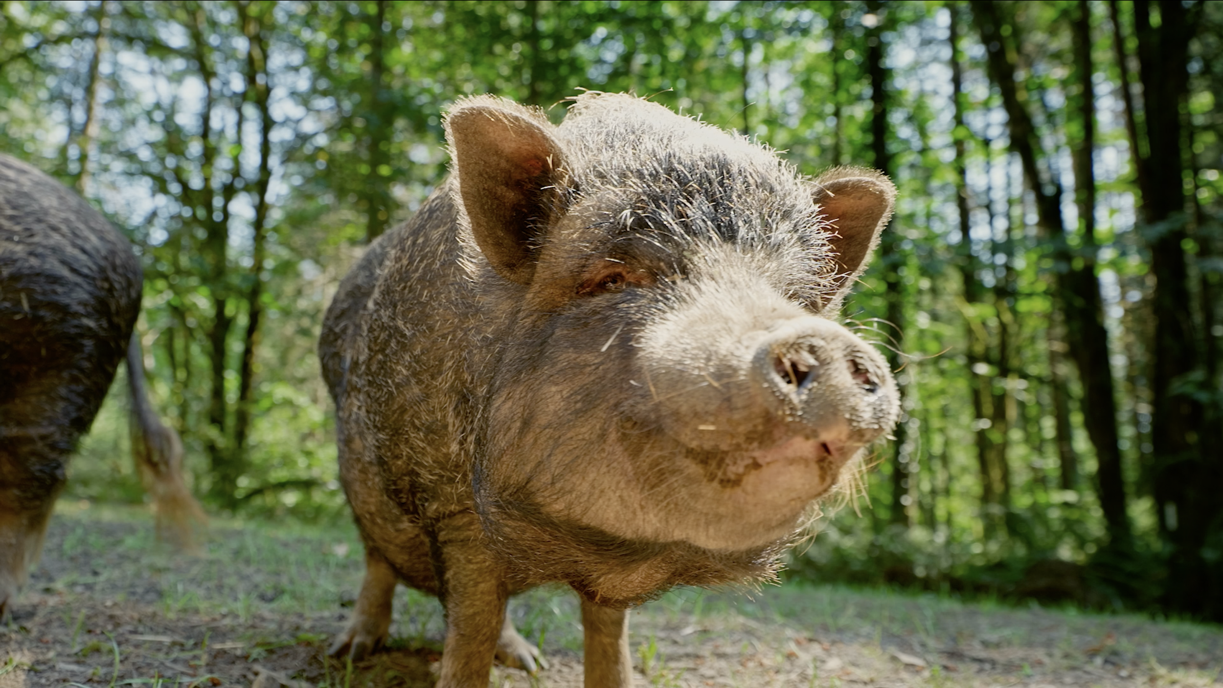 Pasado's Safe Haven - Fundraising Video