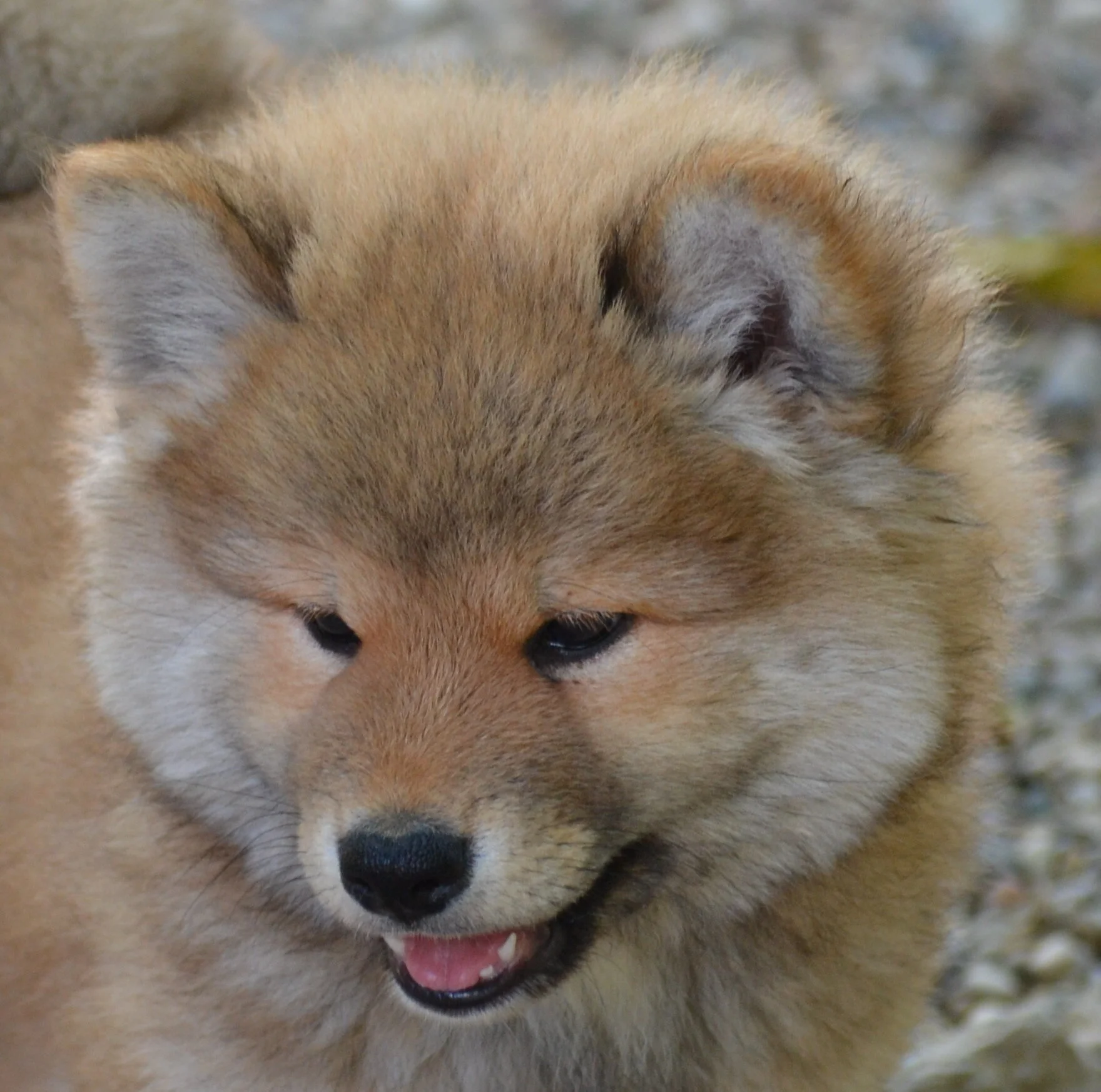 wooly coat shiba inu
