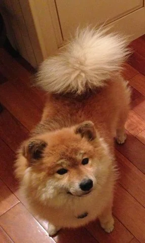 wooly coat shiba inu