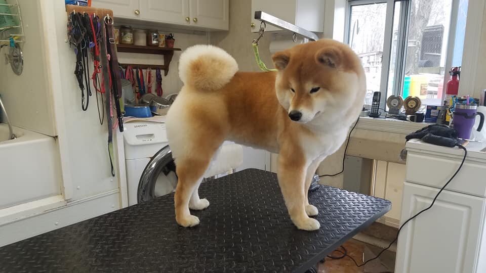 Woolly Shiba — Royal Kennels