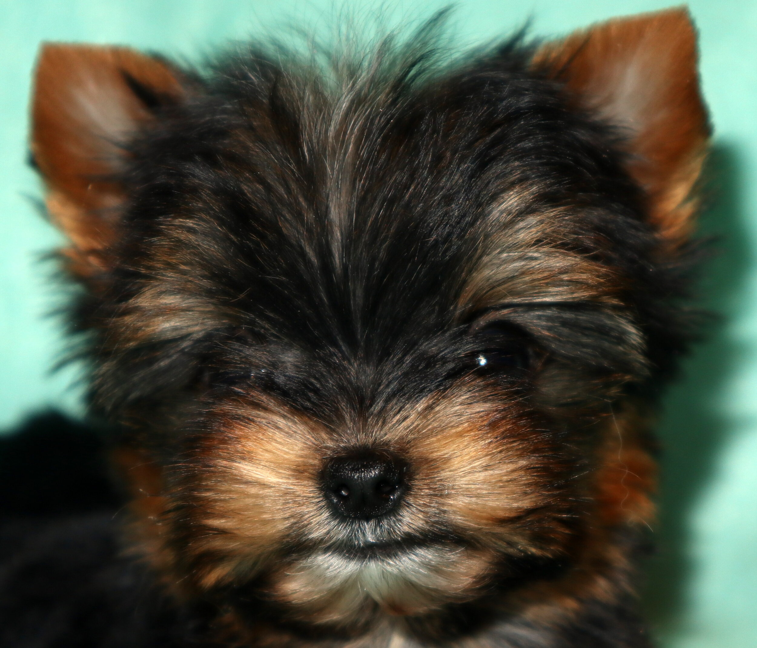 About Yorkies Royal Kennels